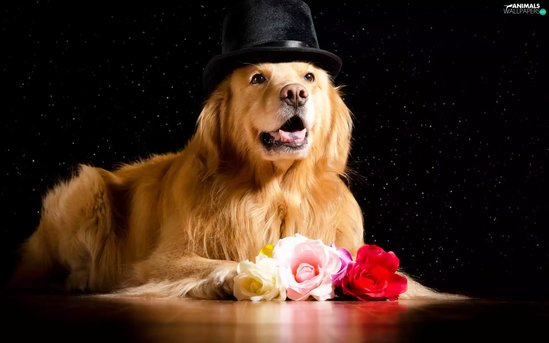 Hat, roses, Golden Retriever