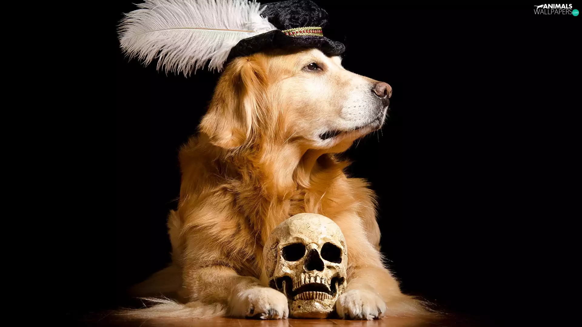 Golden Retriever, Hat, feather, skull