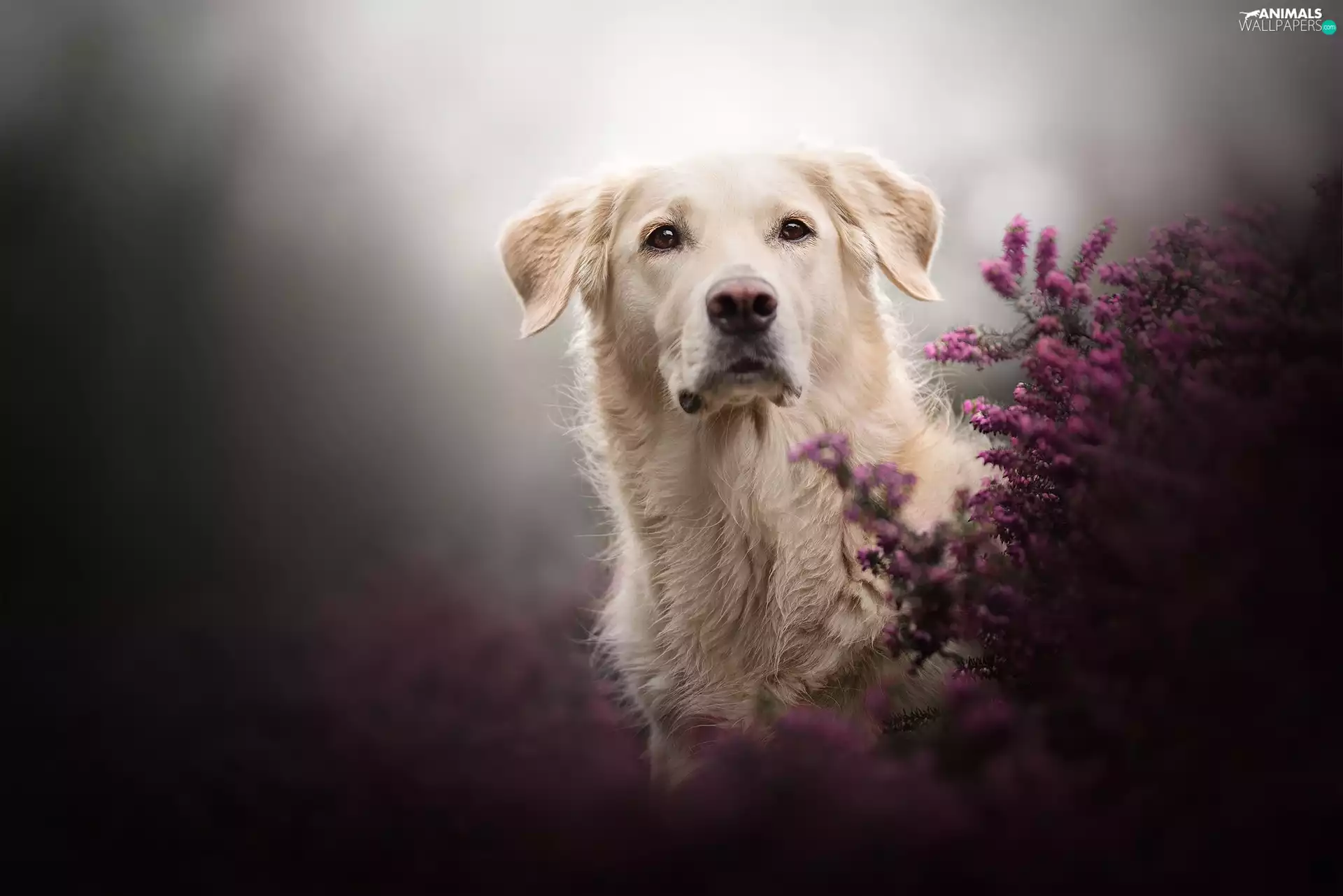 heathers, dog, Golden Retriever