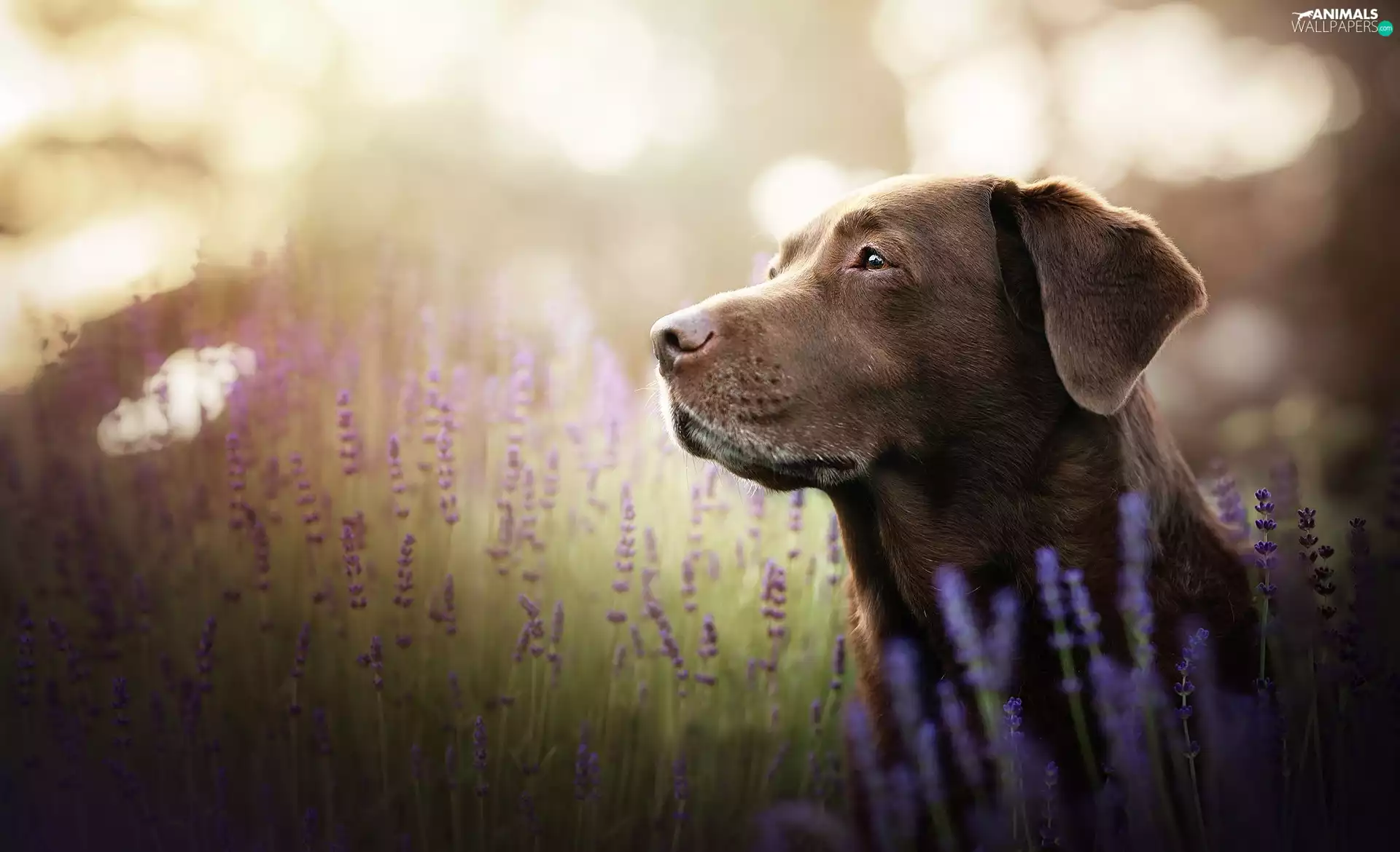 lavender, dog, Labrador Retriever