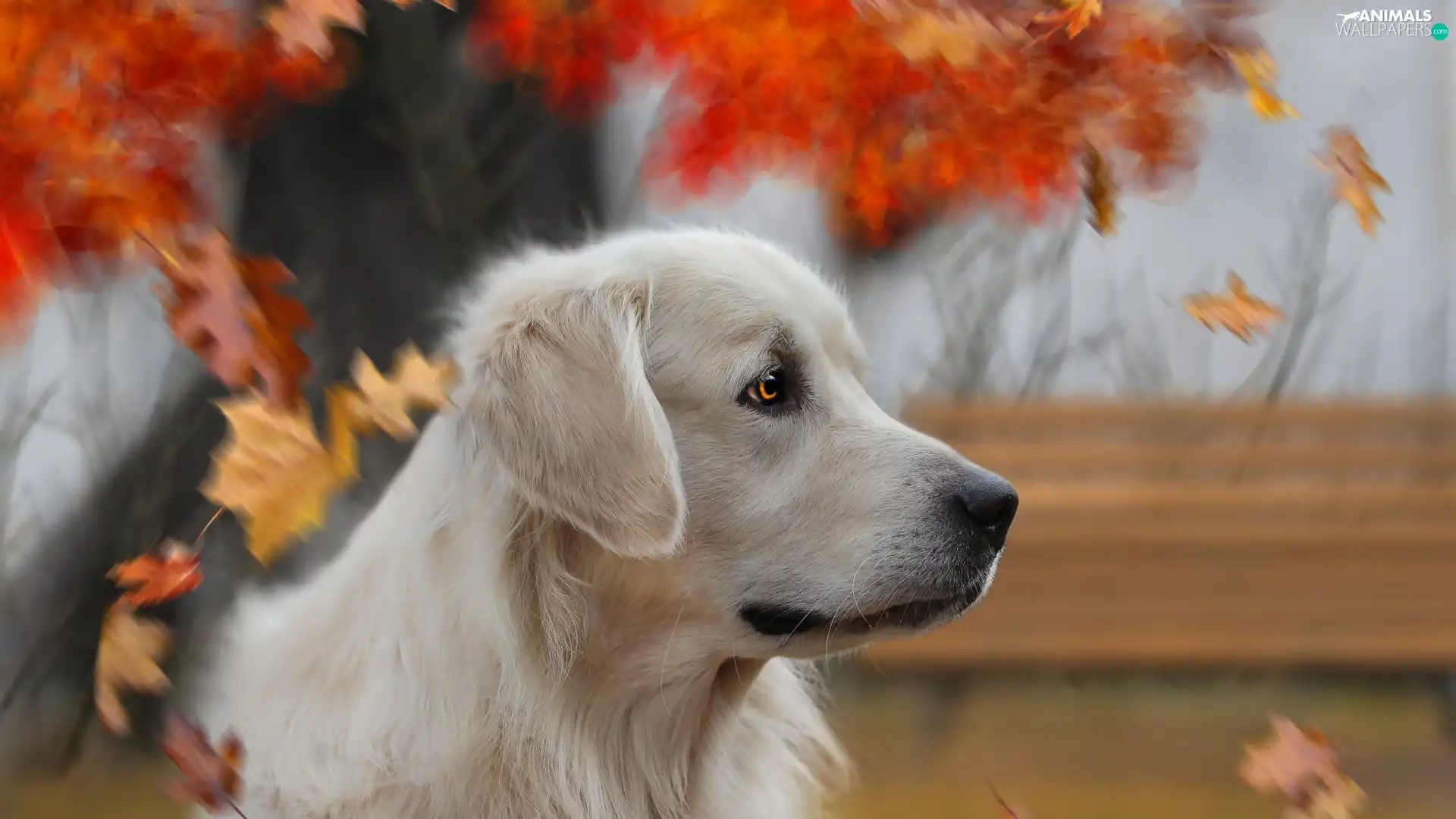 Leaf, dog, Golden Retriever