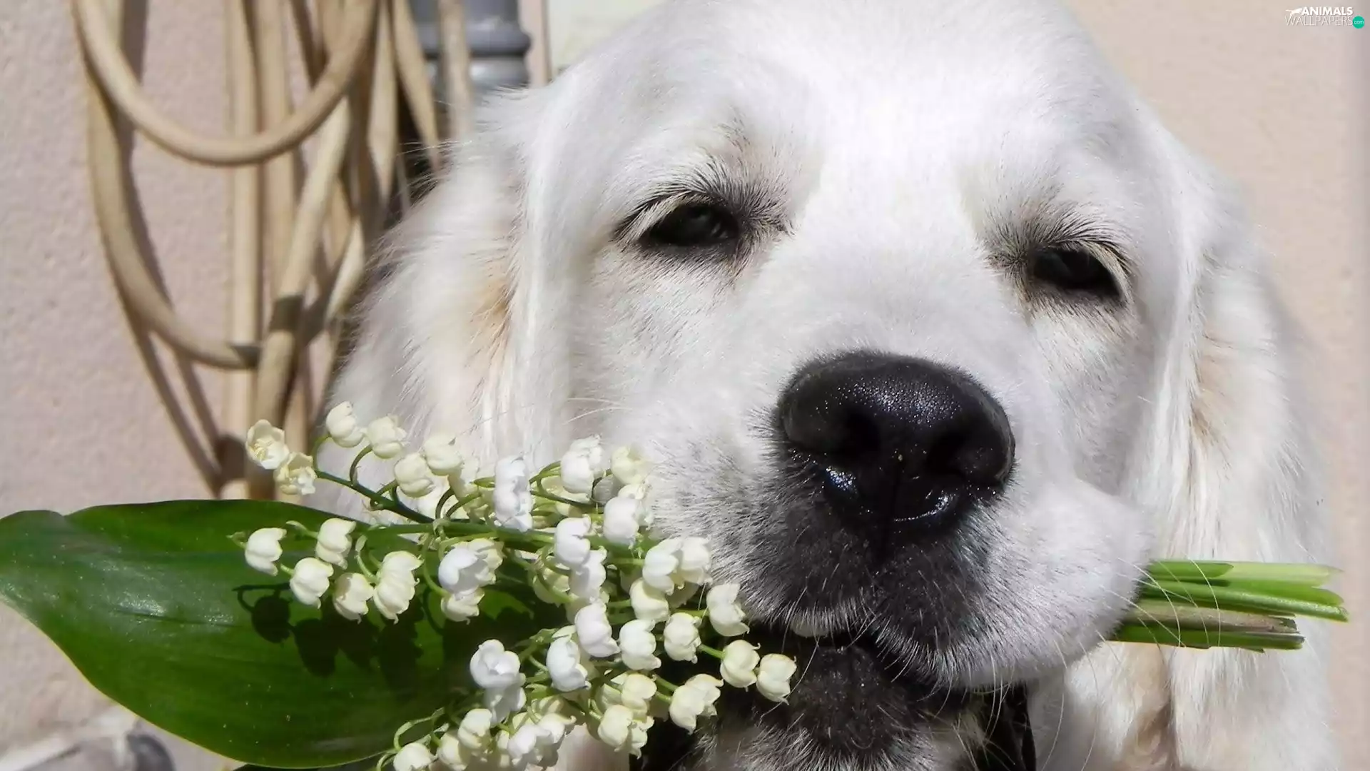 lilies, dog, Golden Retriever