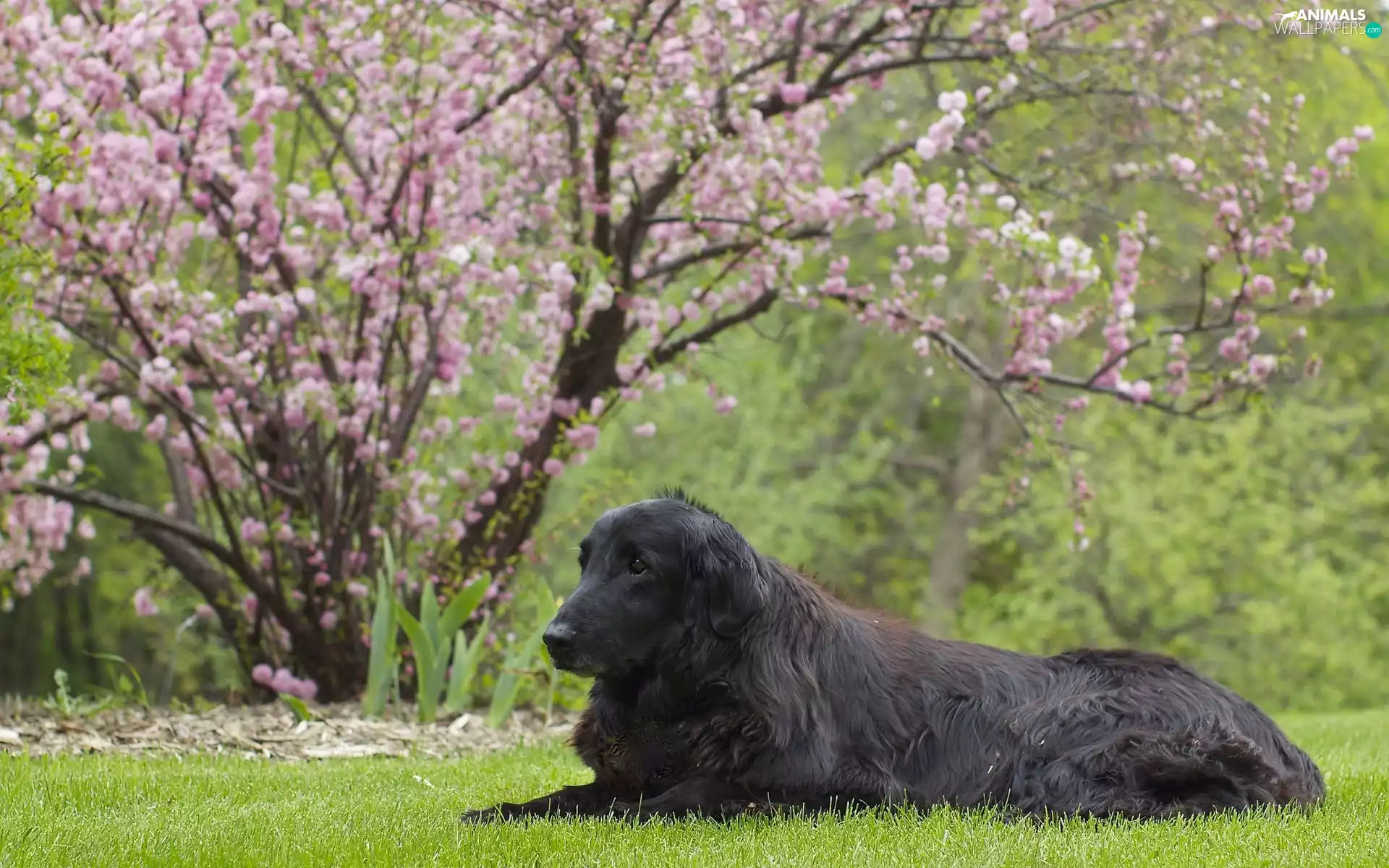 Coated, retriever, lying, Flat, dog