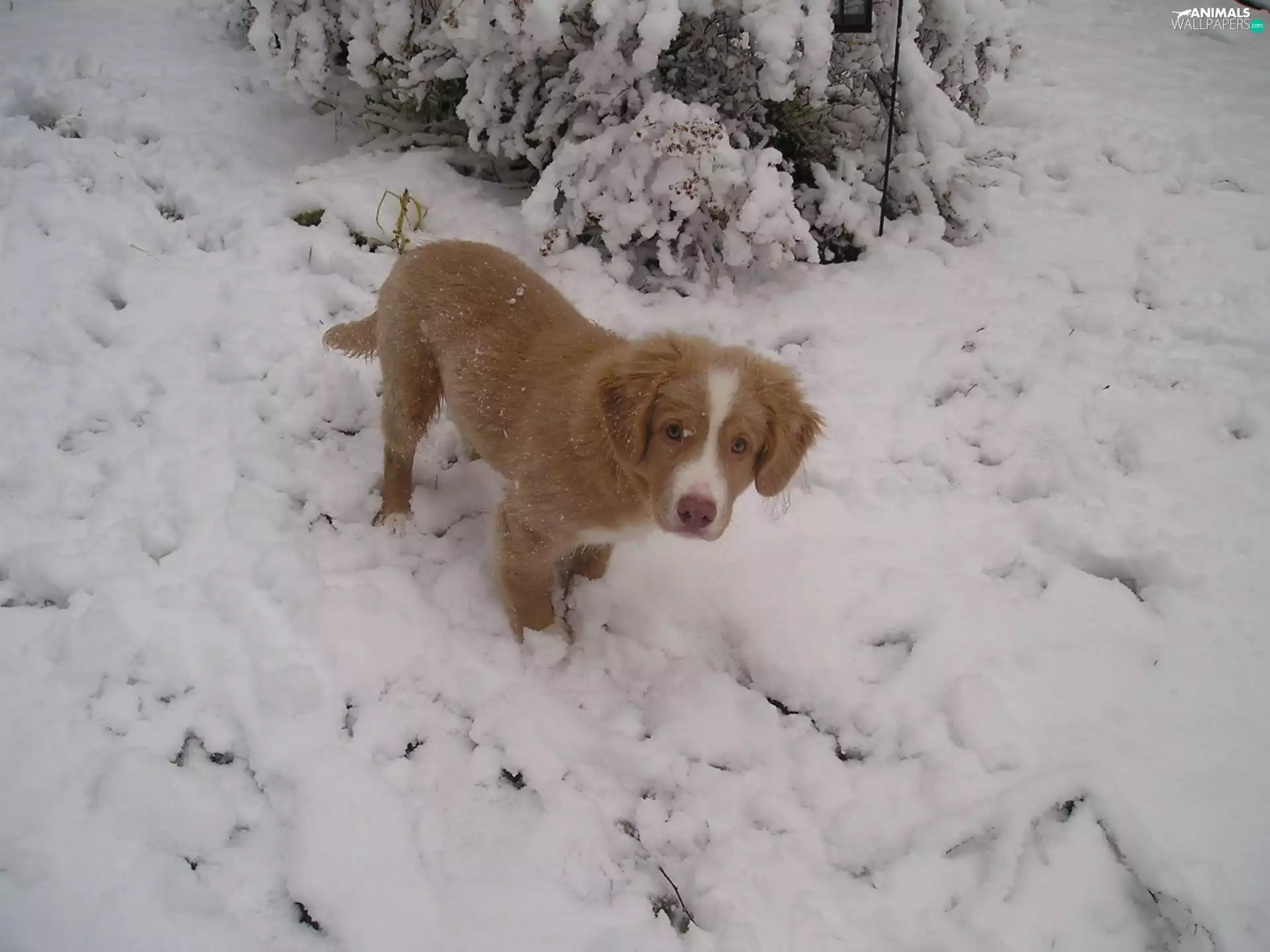 snow, Retriever Nova Scotia, Puppy