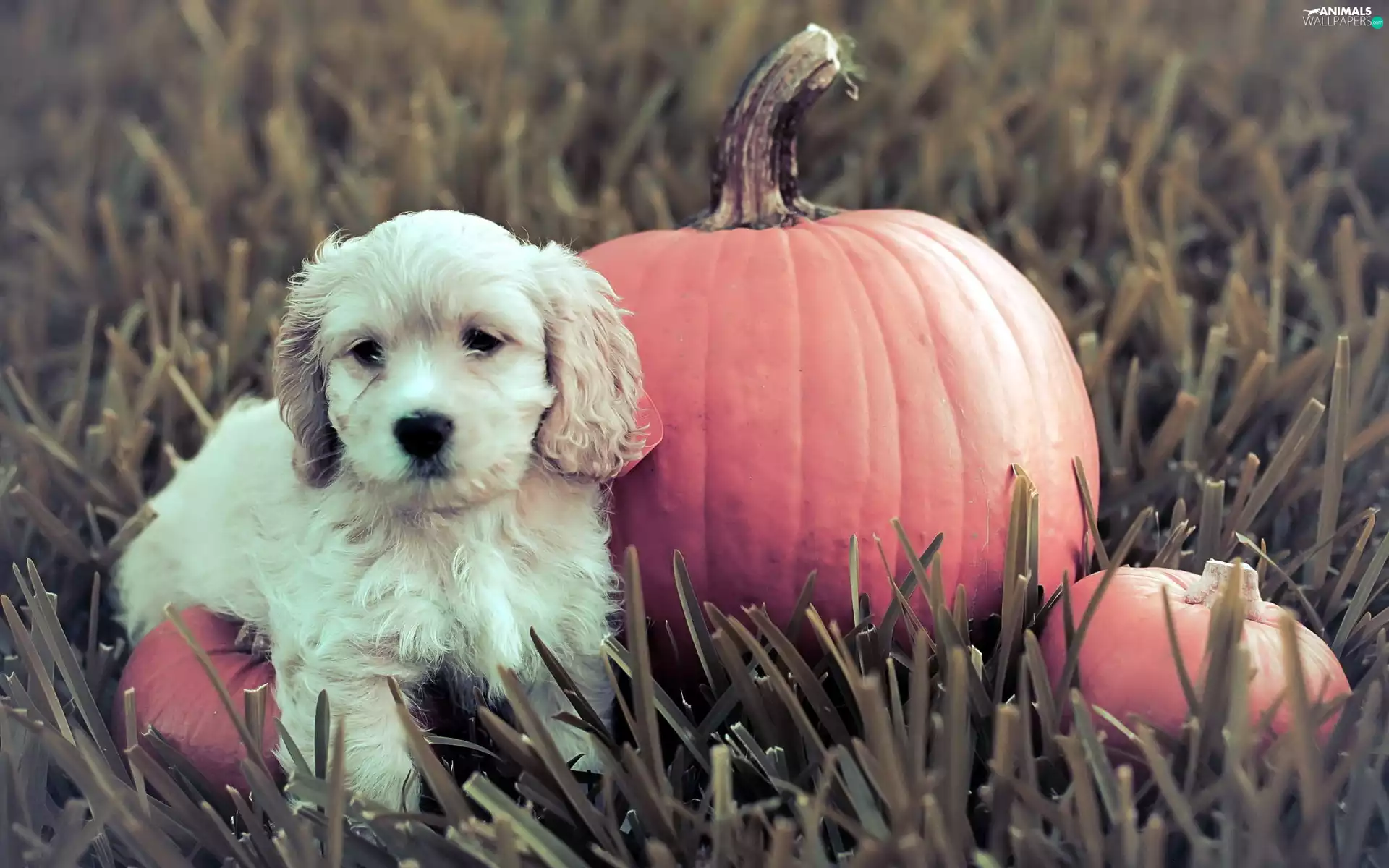 pumpkin, Puppy, Golden Retriever