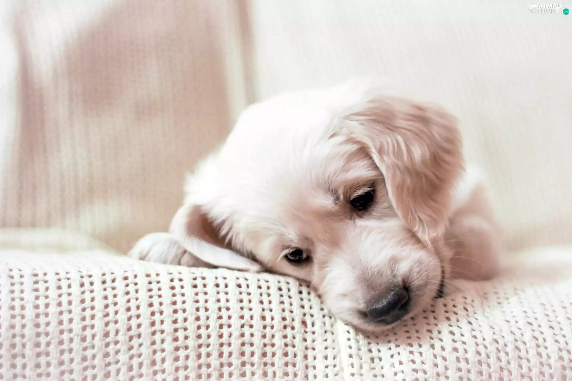 puppie, sad, Golden Retriever