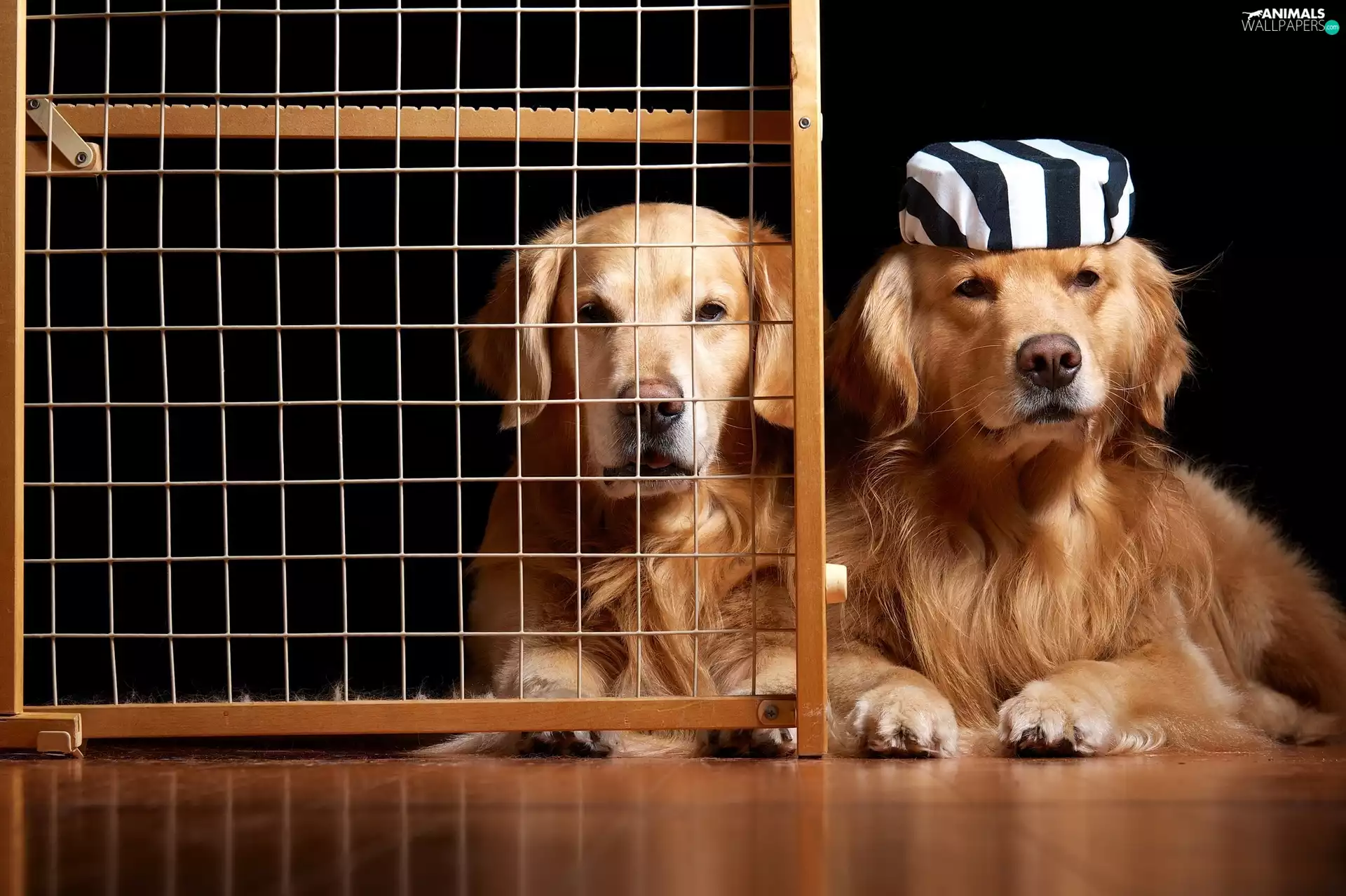 Two cars, Golden Retriever, grating, puppies
