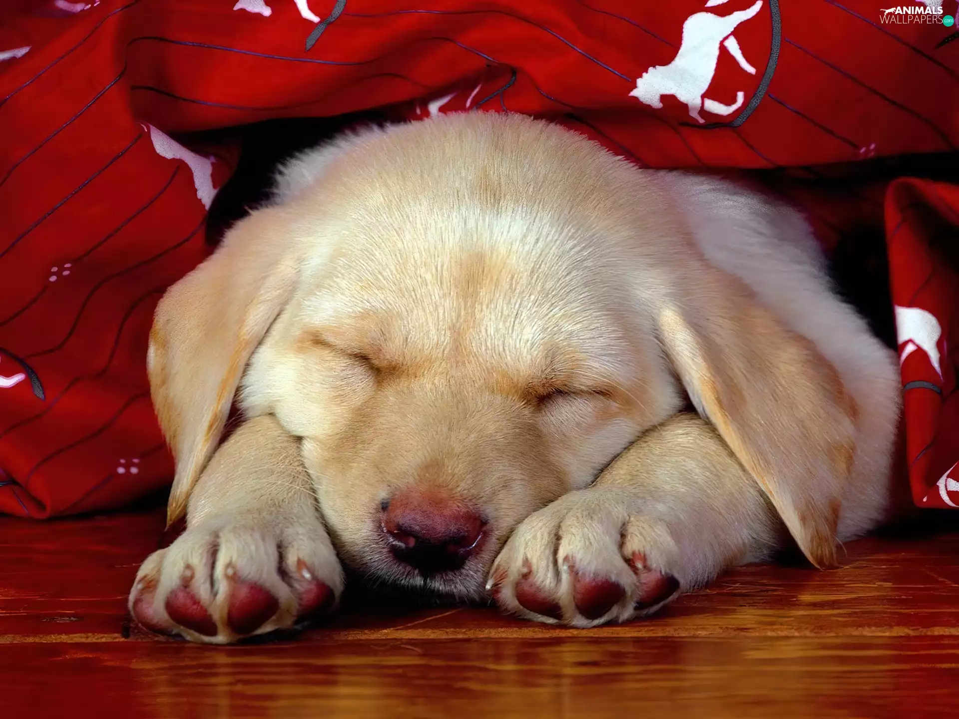 Labrador, retriever, sleepy, Puppy, honeyed