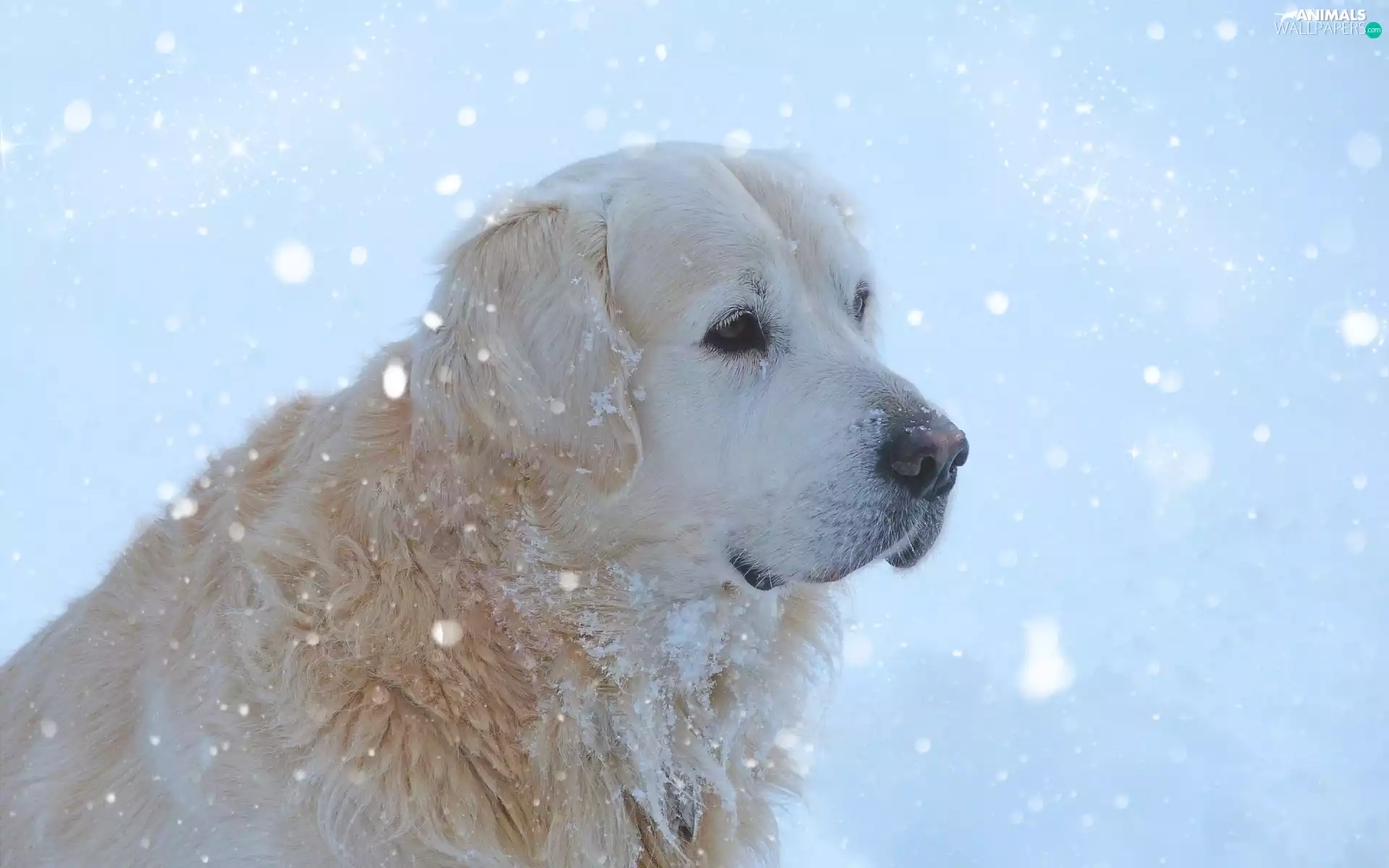Golden Retriever, snow, winter, dog