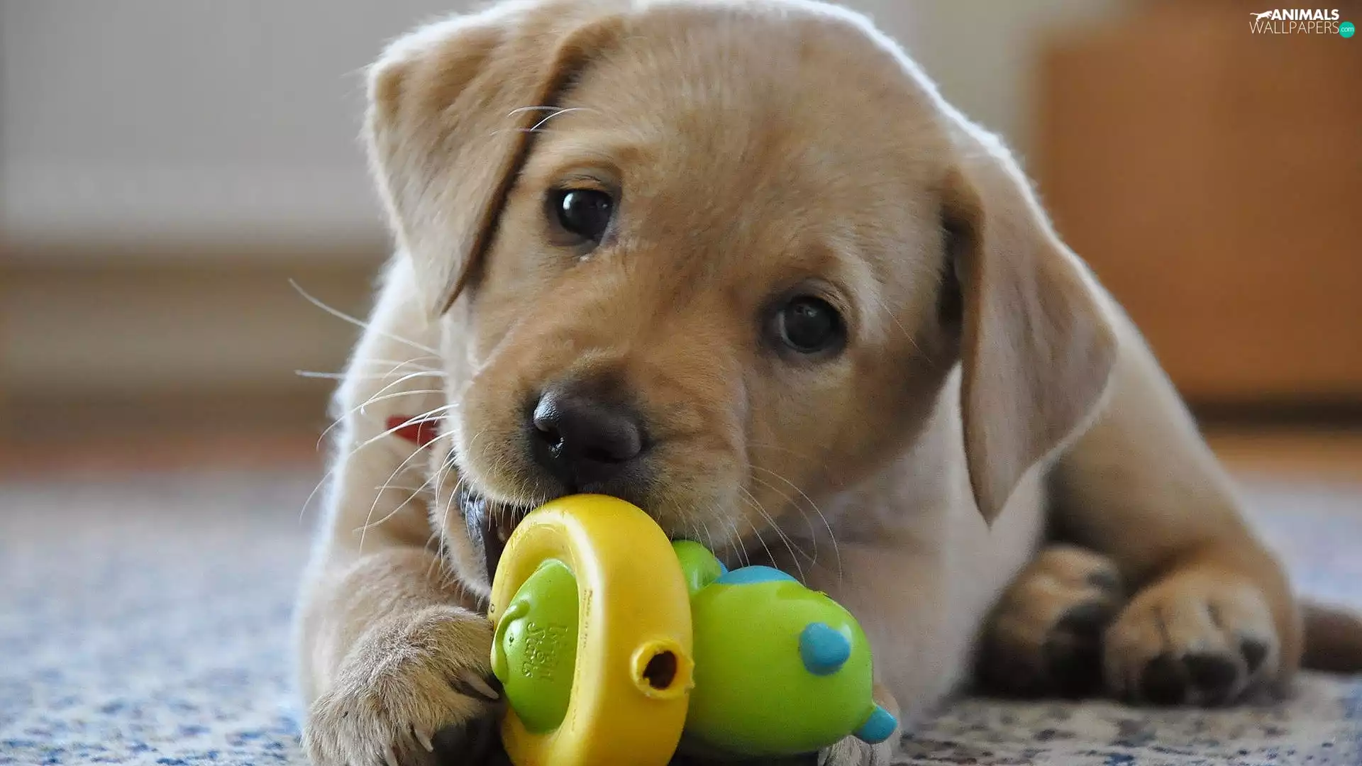 toy, Puppy, Labrador Retriever