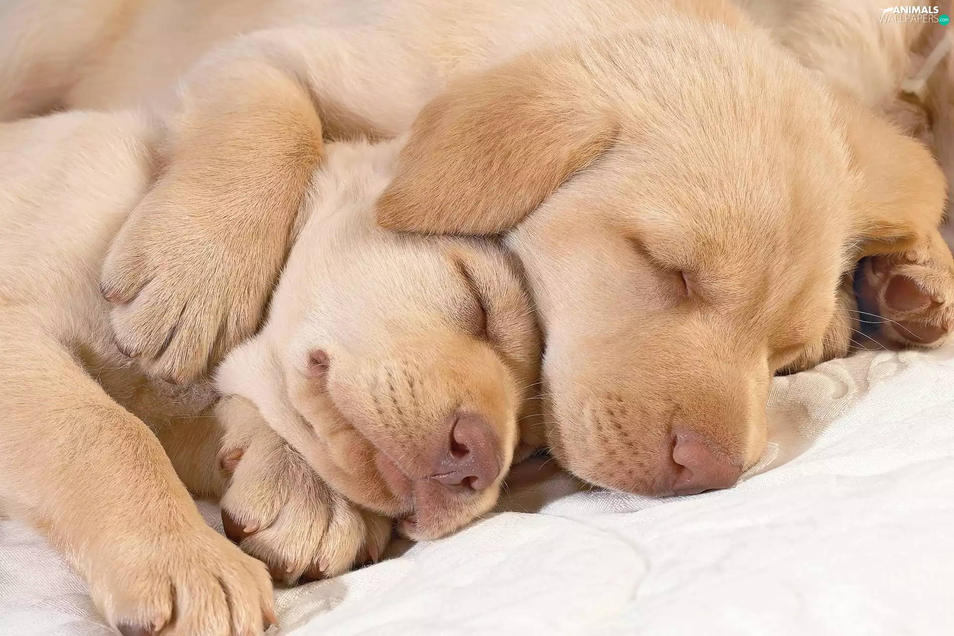 retrievers, Sleeping, golden