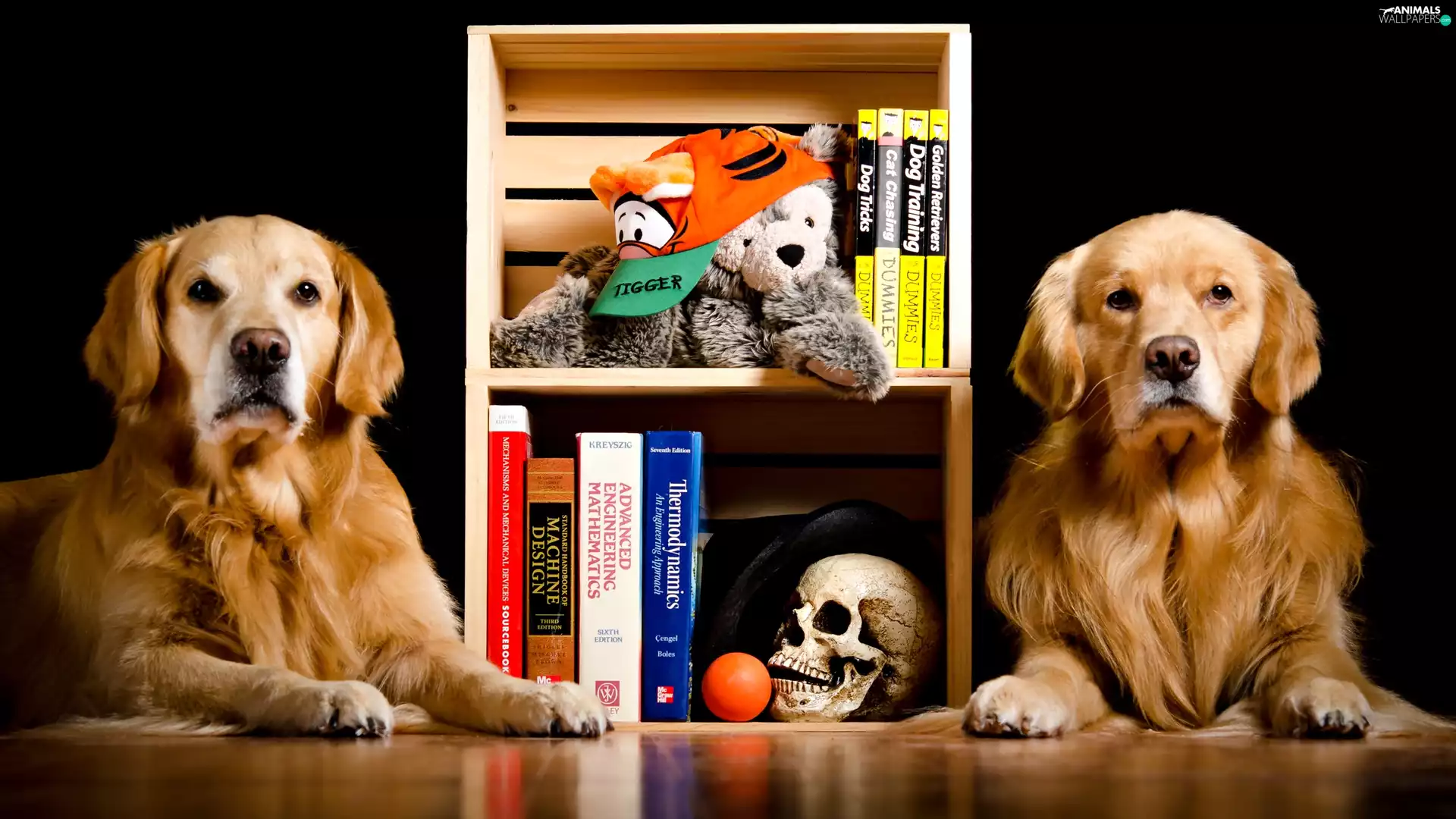 Two cars, Golden Retrievery, Books, Dogs