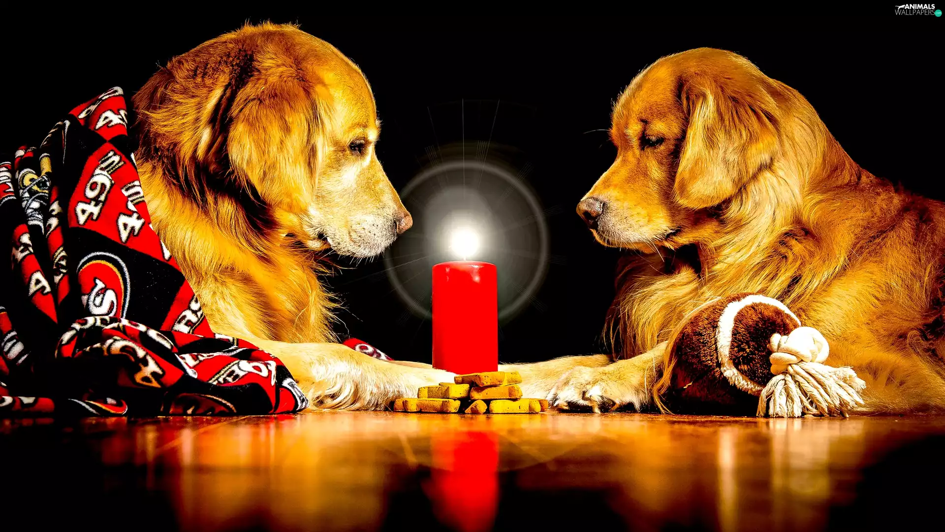 Two cars, Golden Retrievery, candle, Dogs