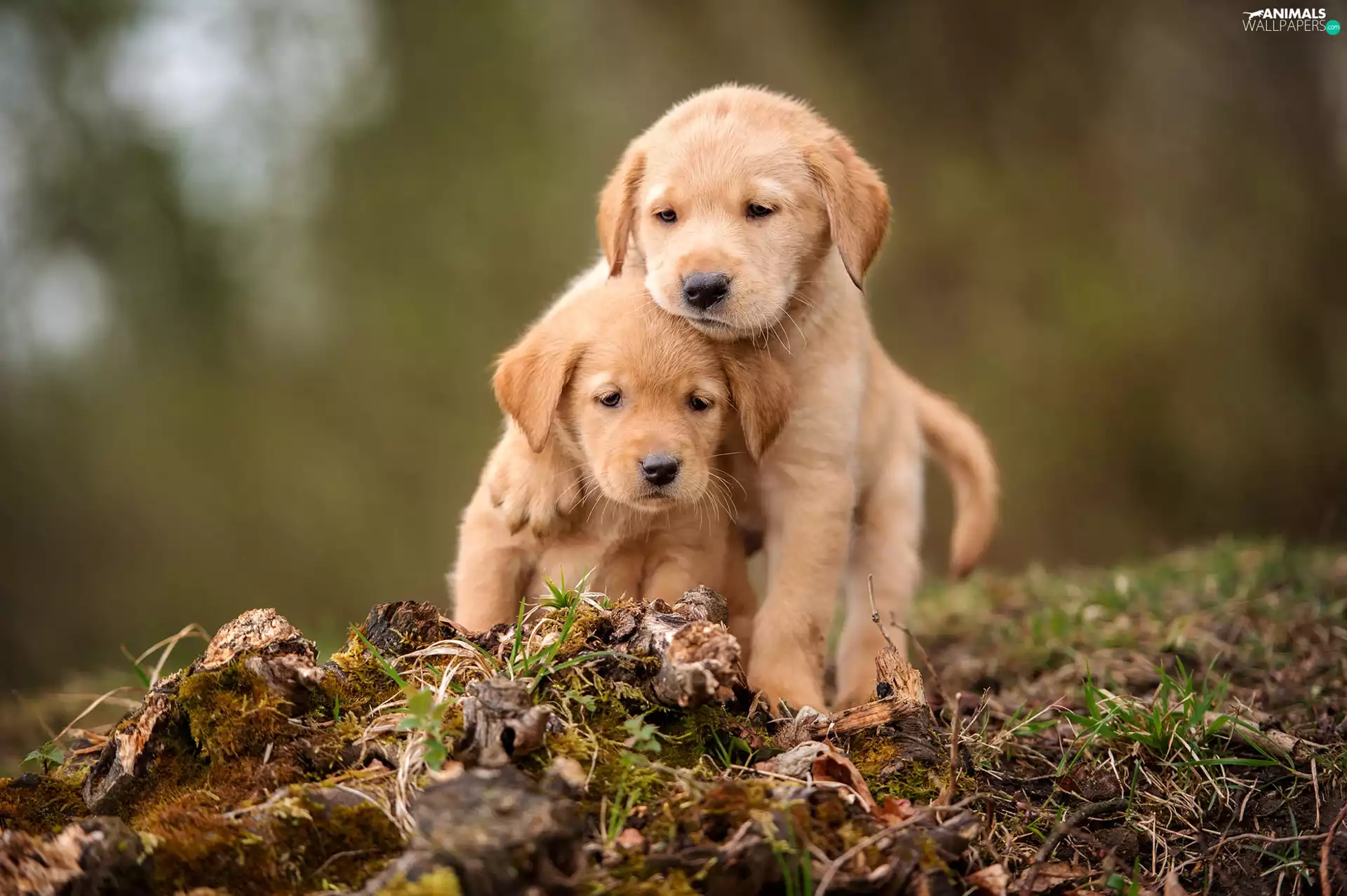 Golden Retrievery, Two cars, puppies