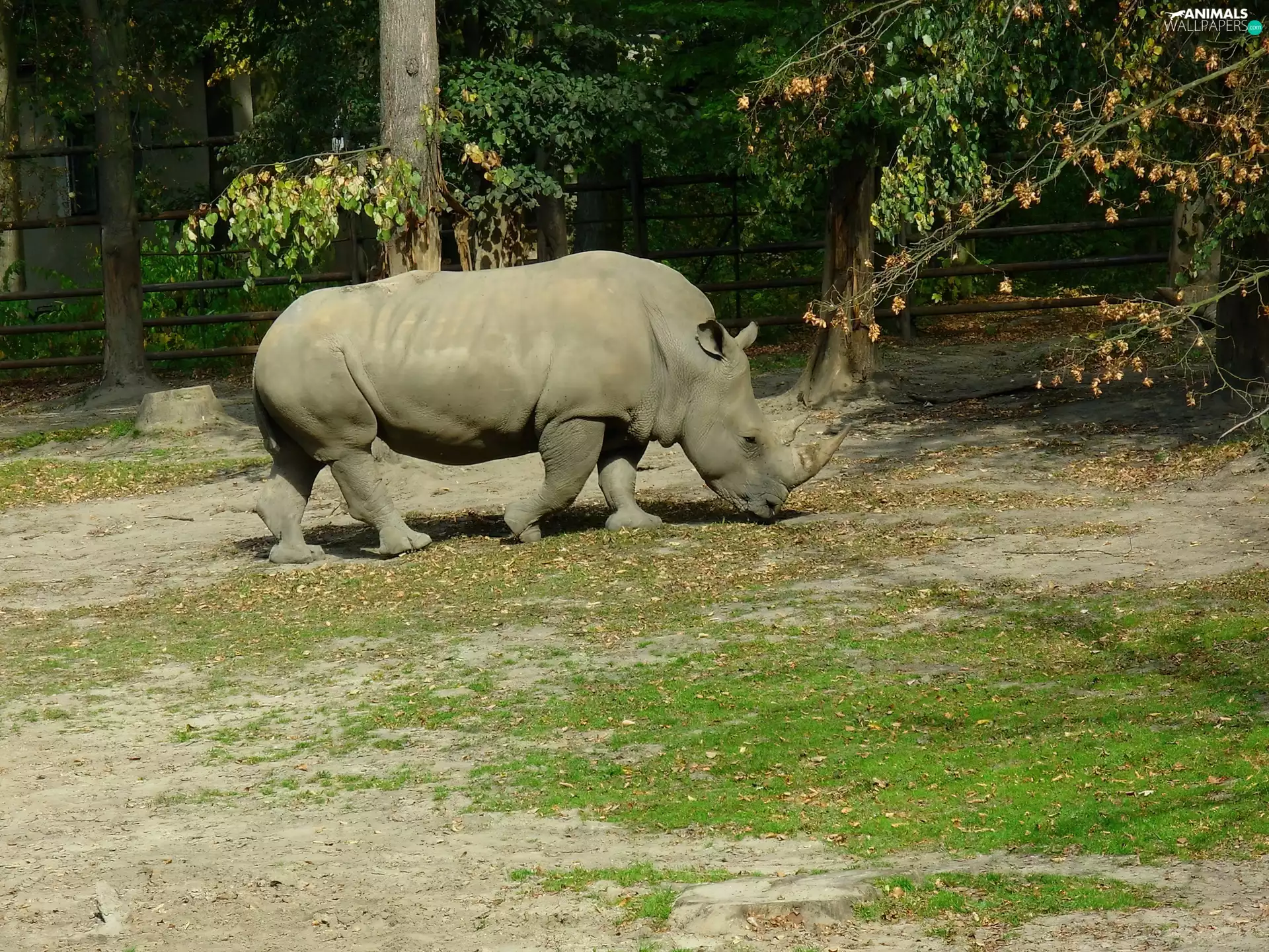 Rhino, Leaf