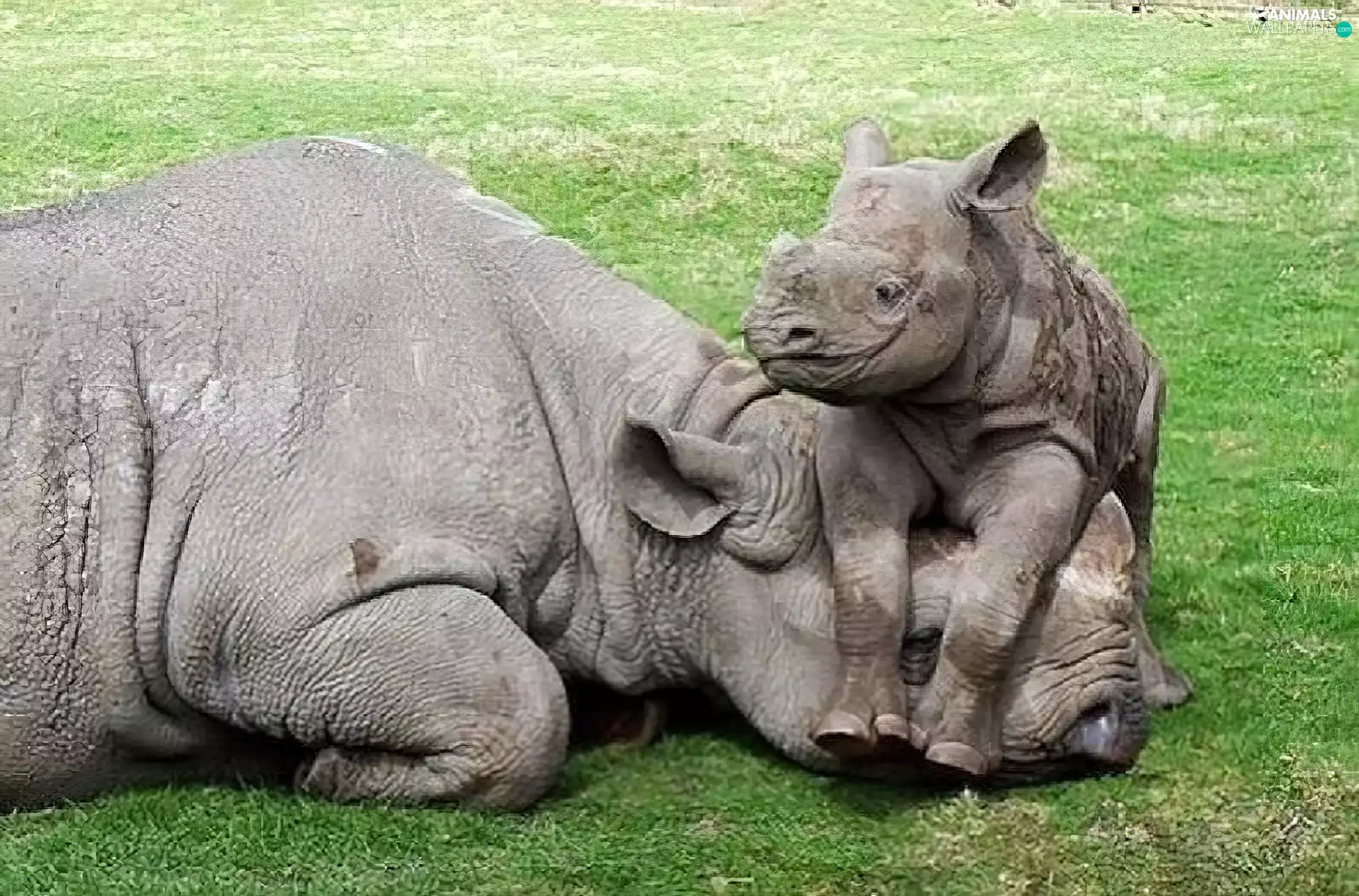 little doggies, mother, Rhino