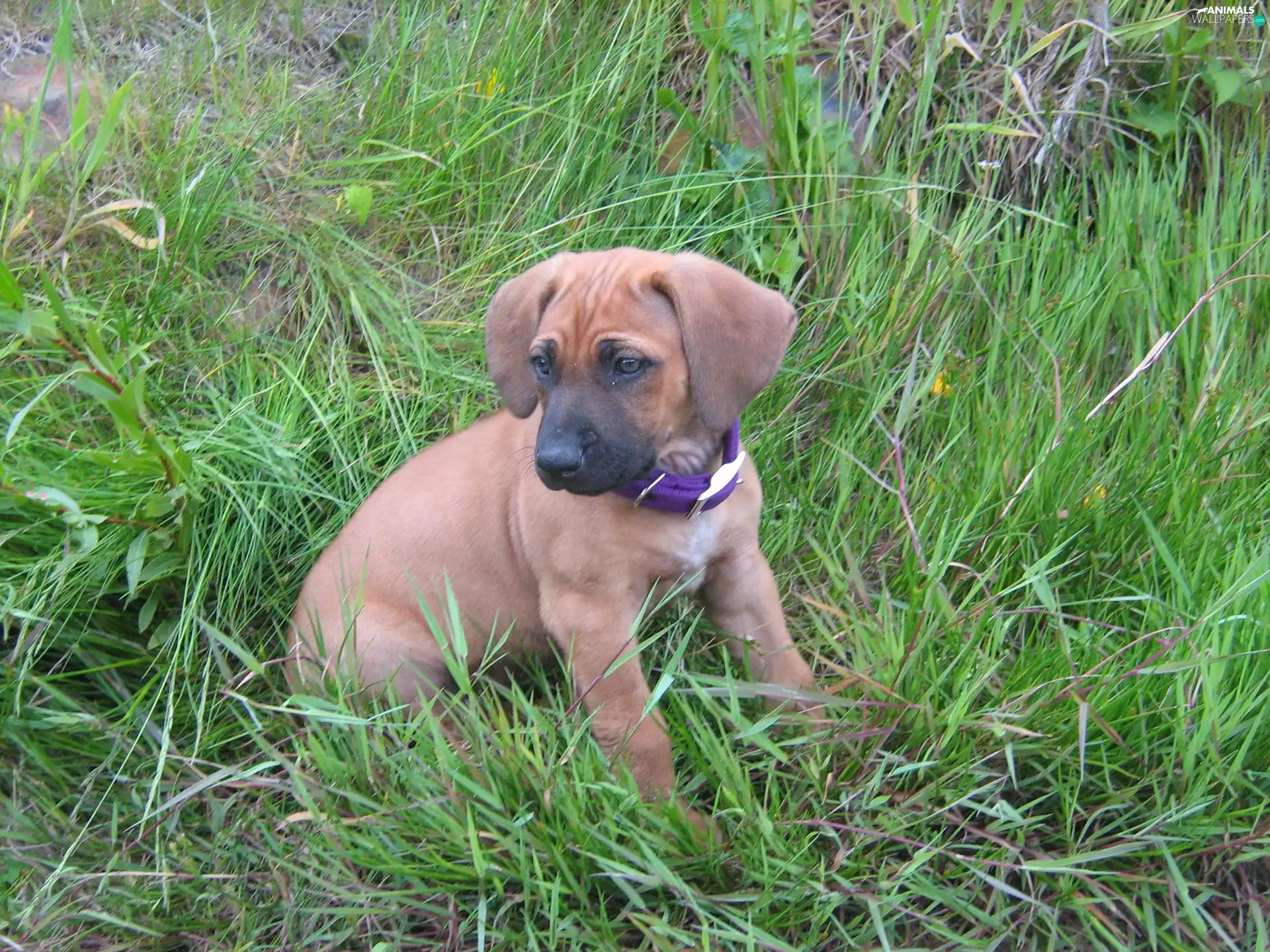 honeyed, Rhodesian ridgeback, grass, puppy