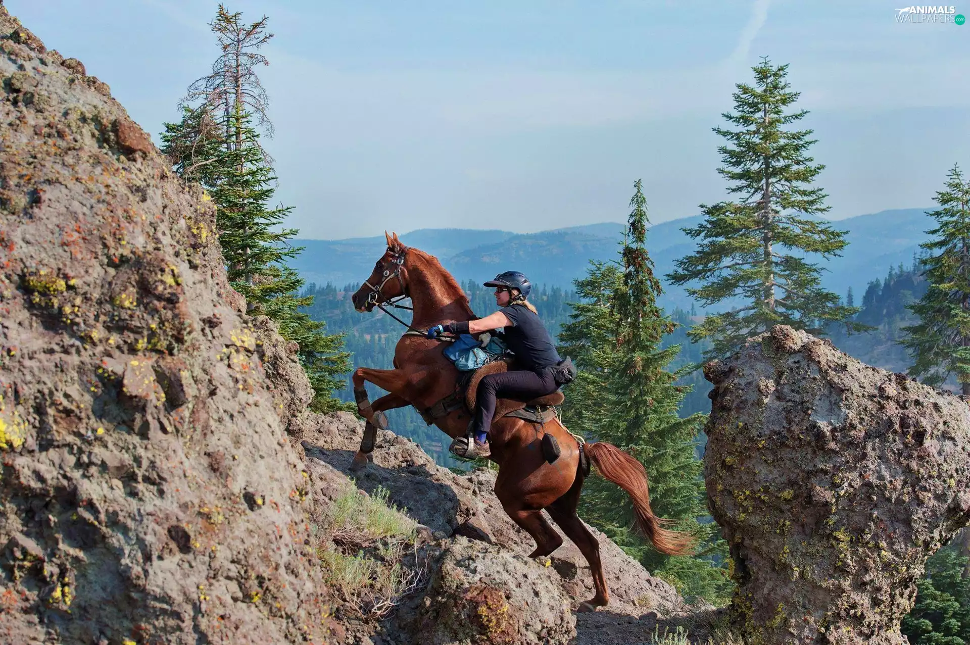 Horse, Mountains, Christmas, rider