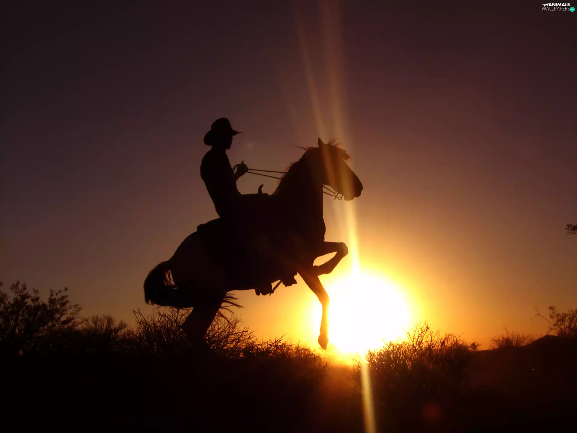 Horse, sun, west, rider