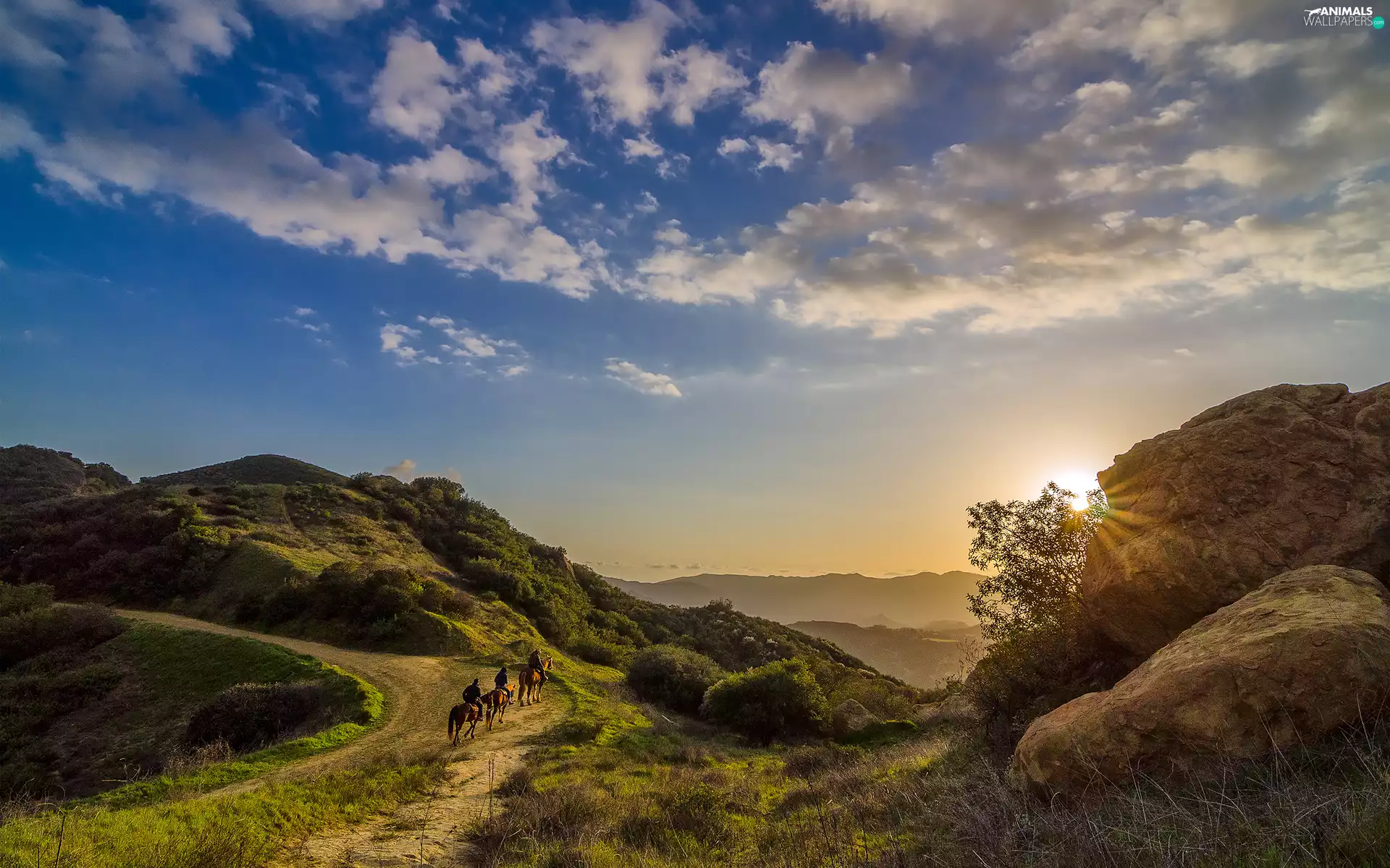 sun, Mountains, bloodstock, riders, Way, rays