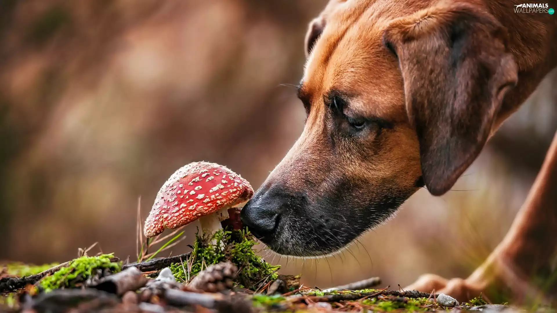 toadstool, dog, Rhodesian ridgeback