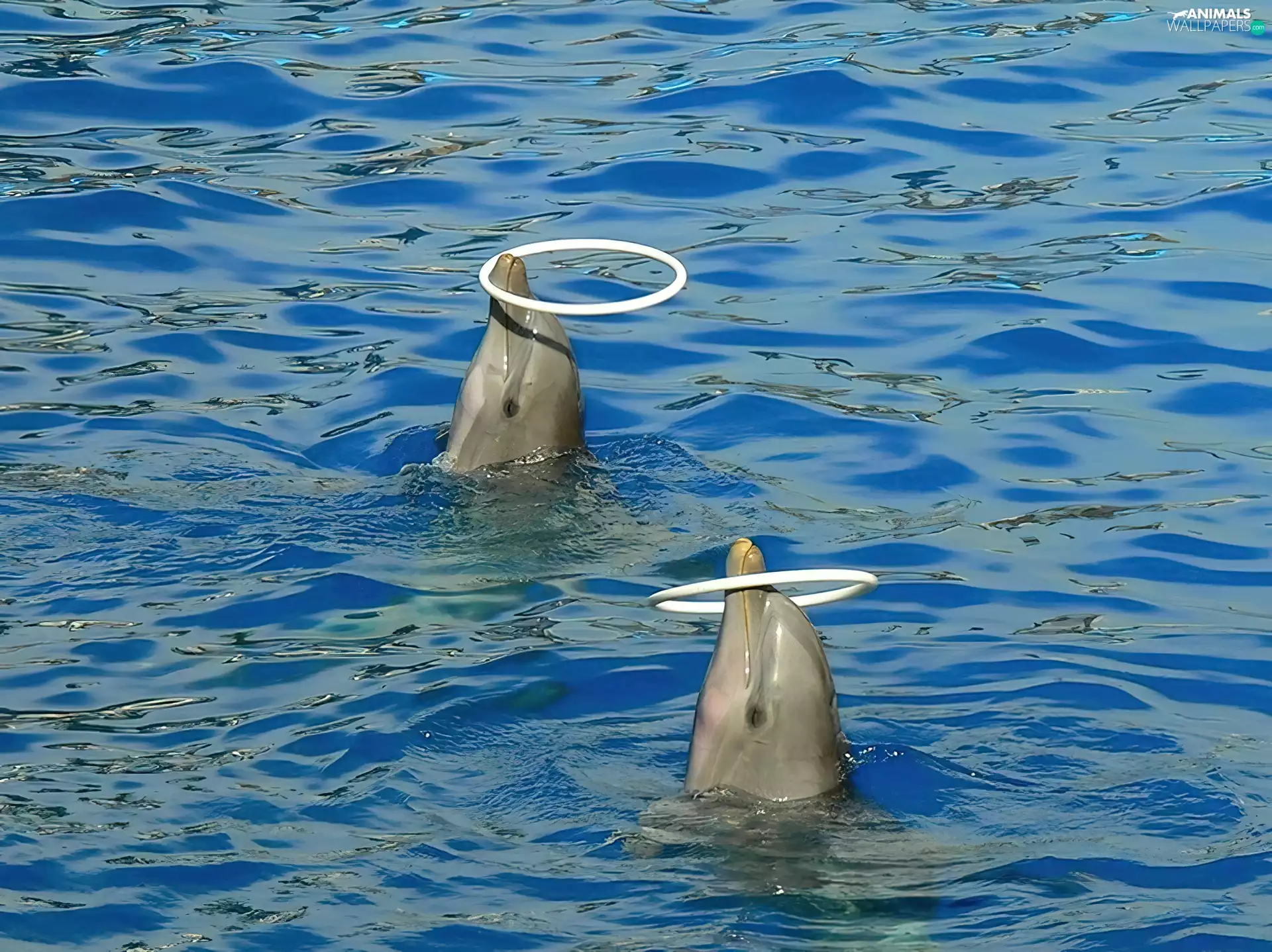 Rims, dolphins, water