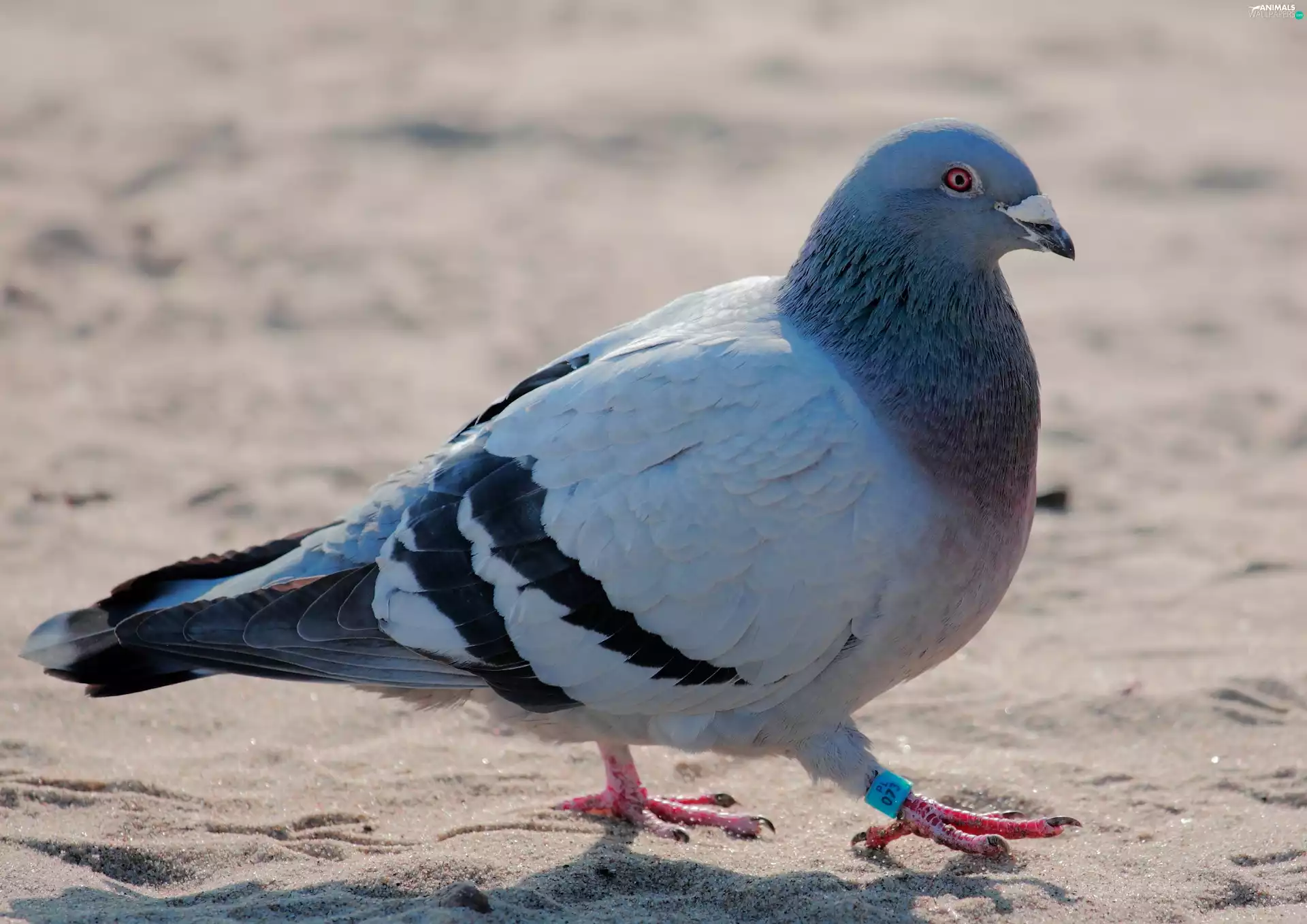 ring, pigeon, Sand
