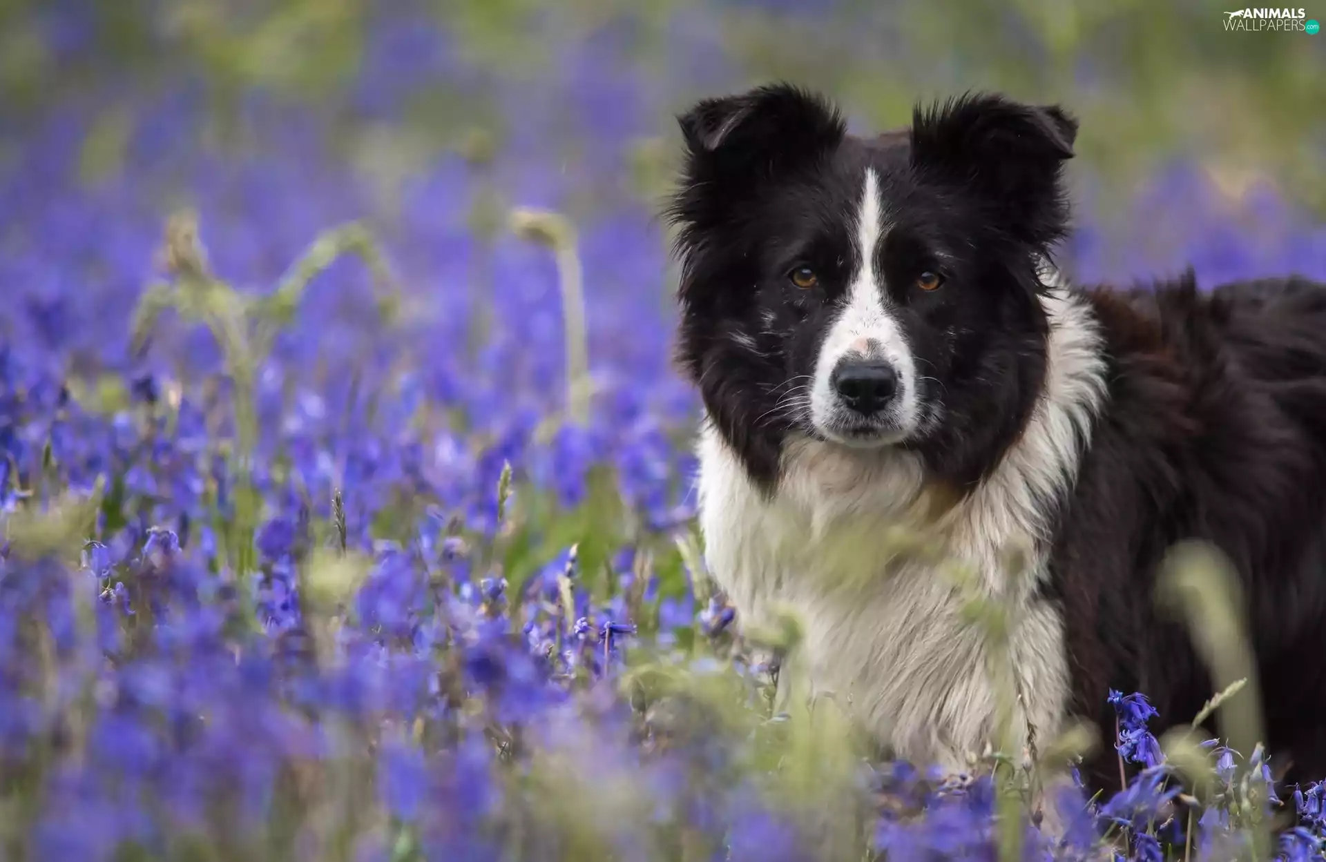 Collie, dog, Flowers, ringtones, Meadow, Border