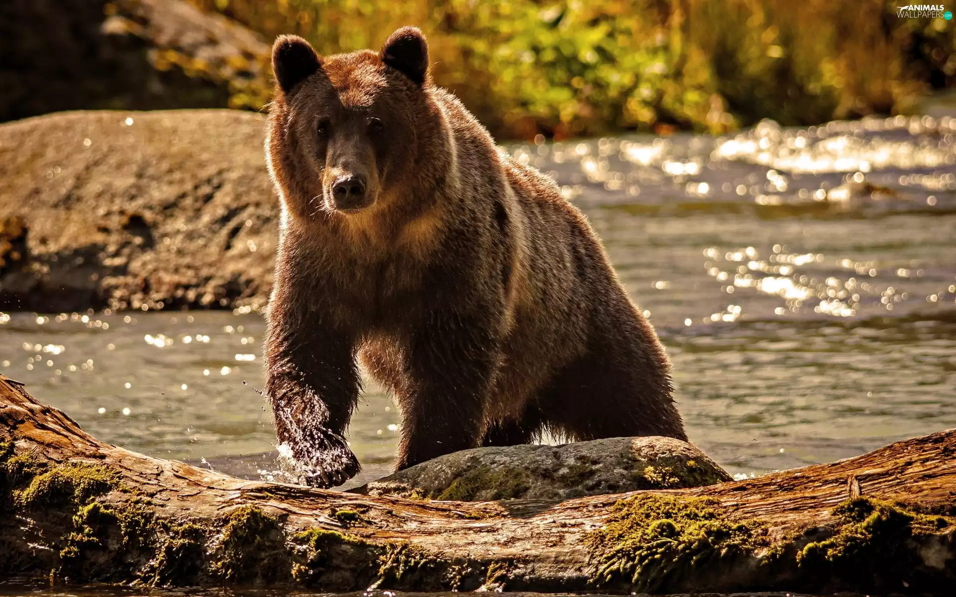 River, Bear, brown