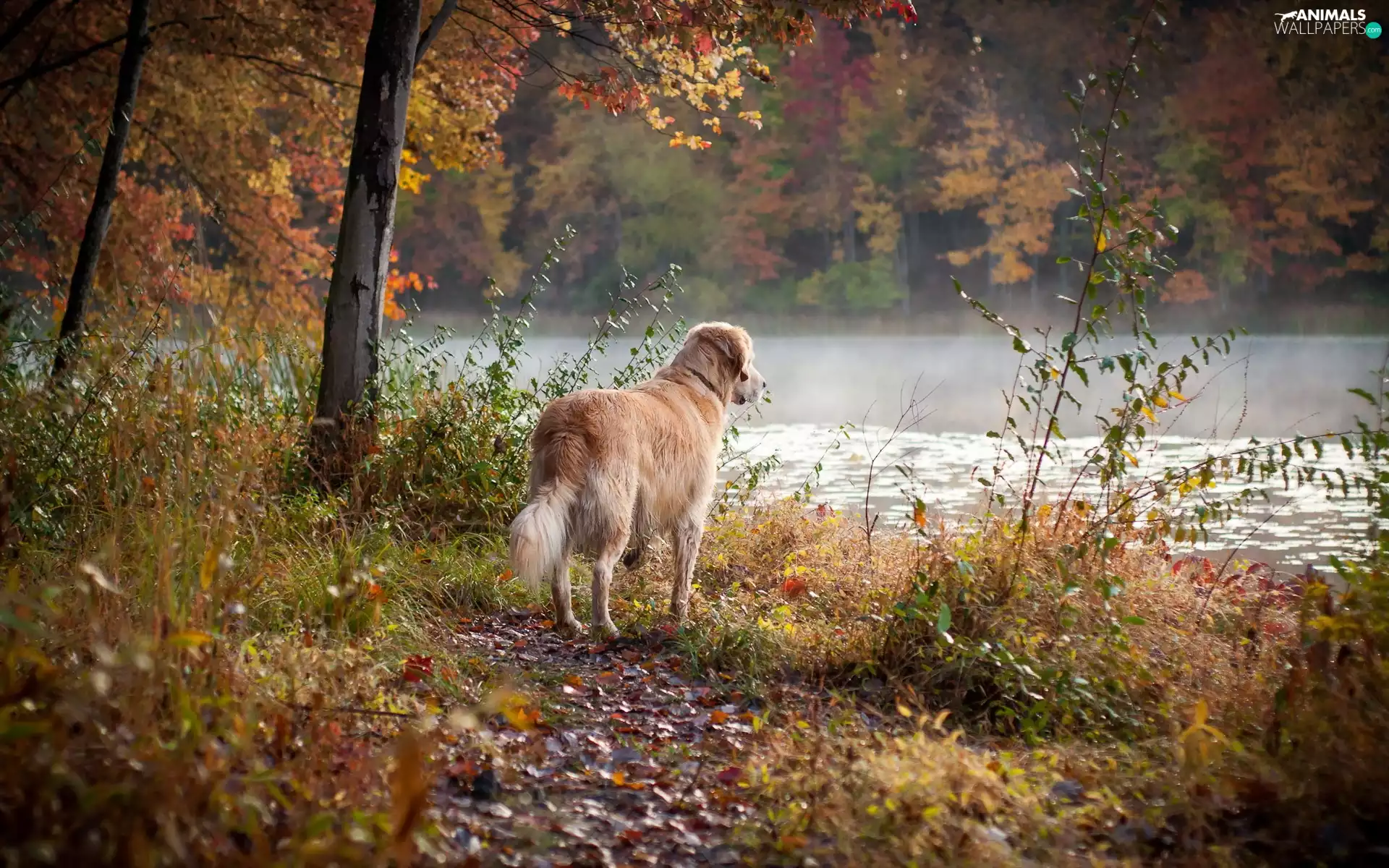 autumn, Golden Retriever, River, forest, dog