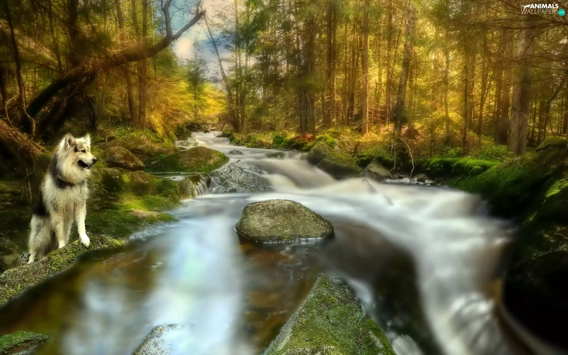 dog, forest, Stones, River