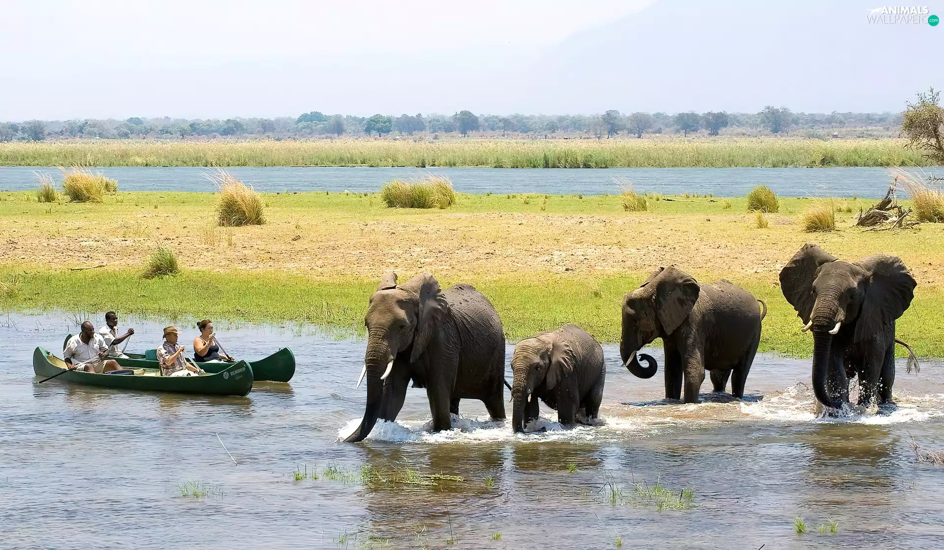 Elephants, Boats, Zimbabwe, River