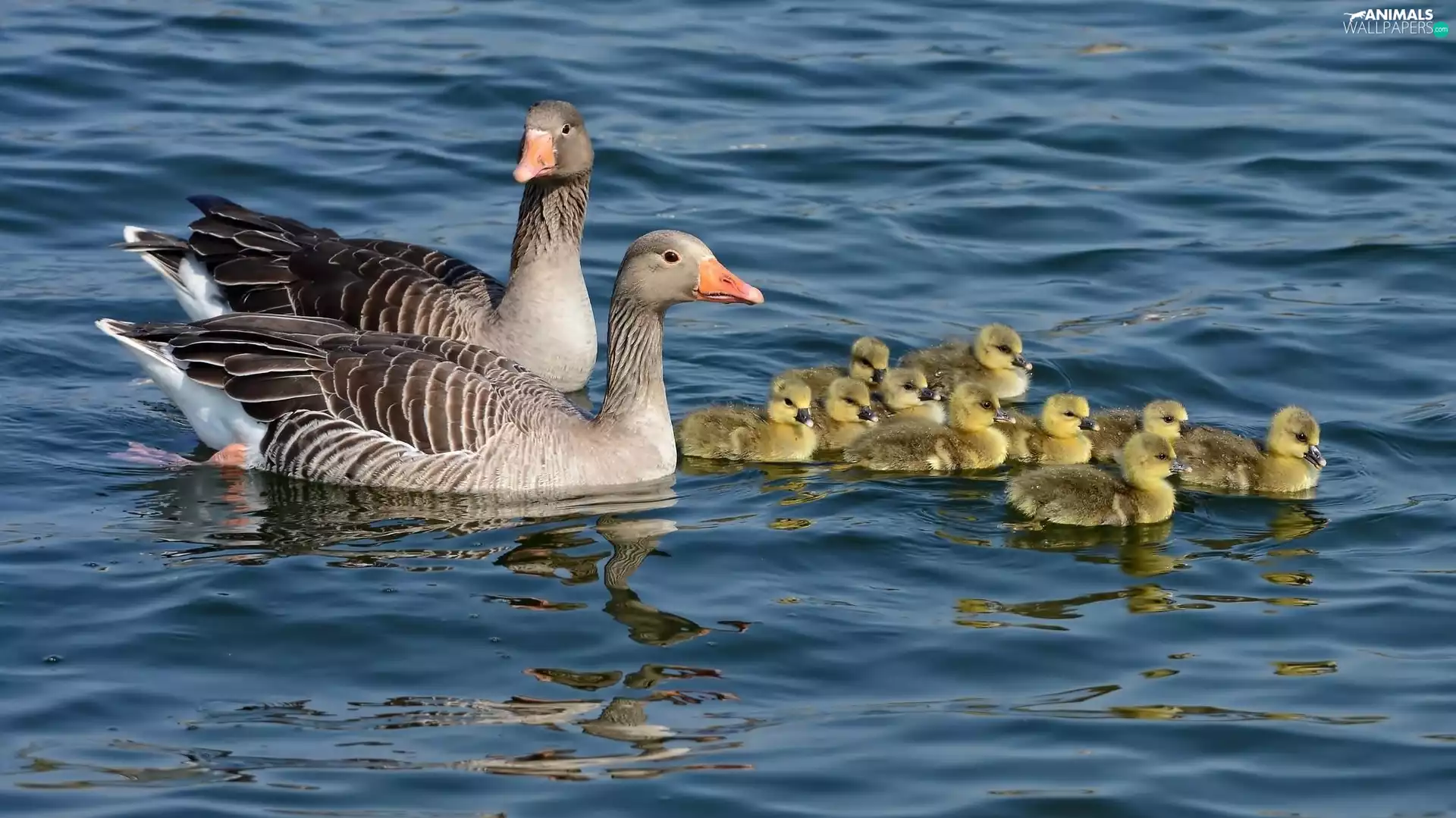 Steam, goose, young, River, DBZ, Family