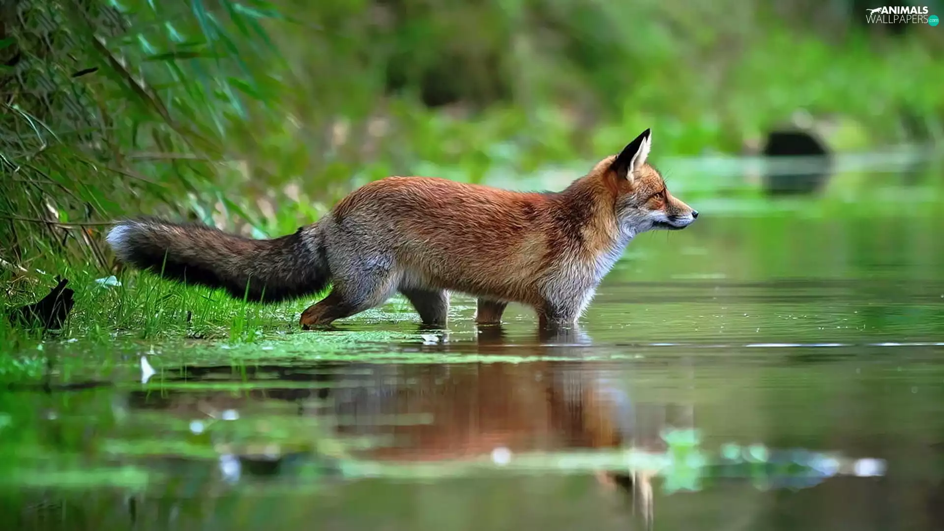 fox, trees, viewes, River