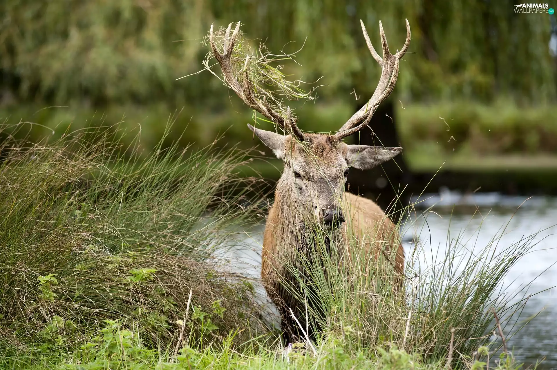 River, deer, grass