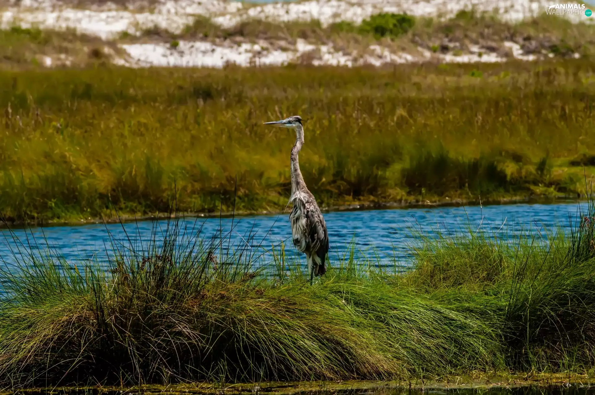 River, heron, grass