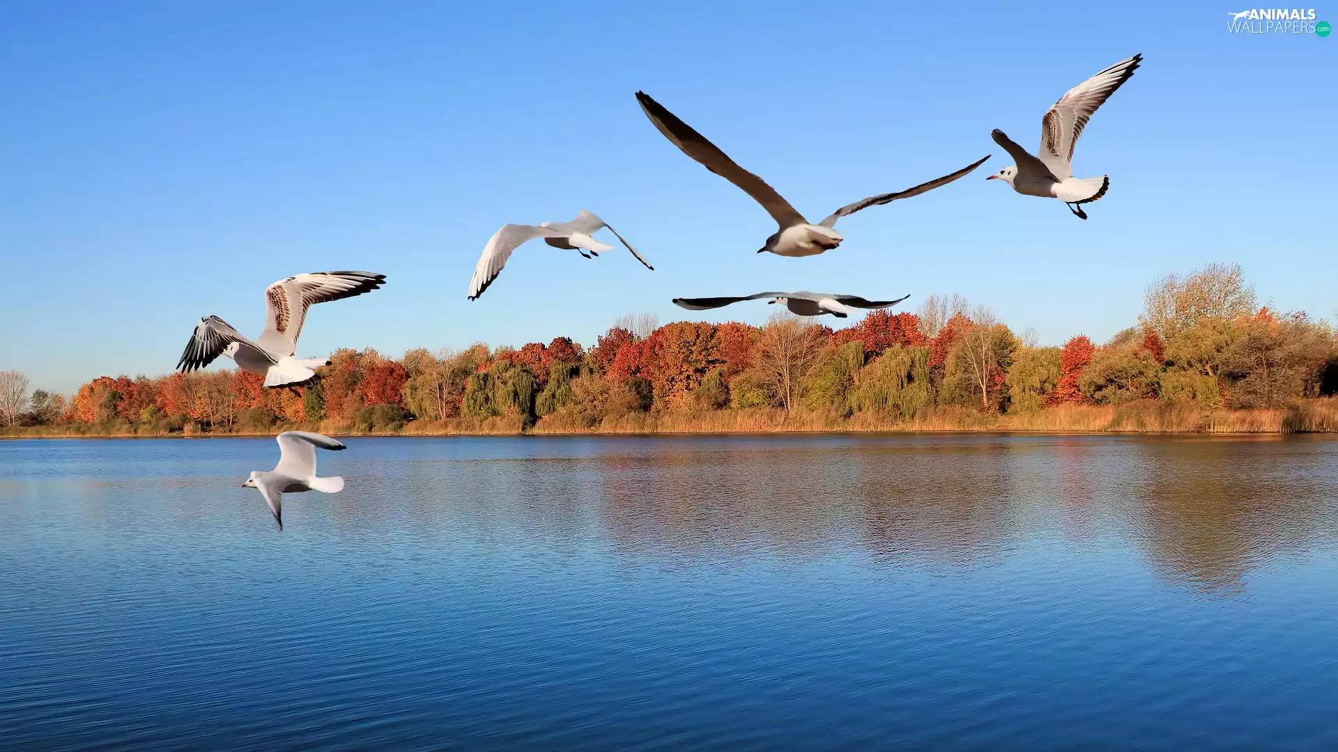 gulls, trees, viewes, River