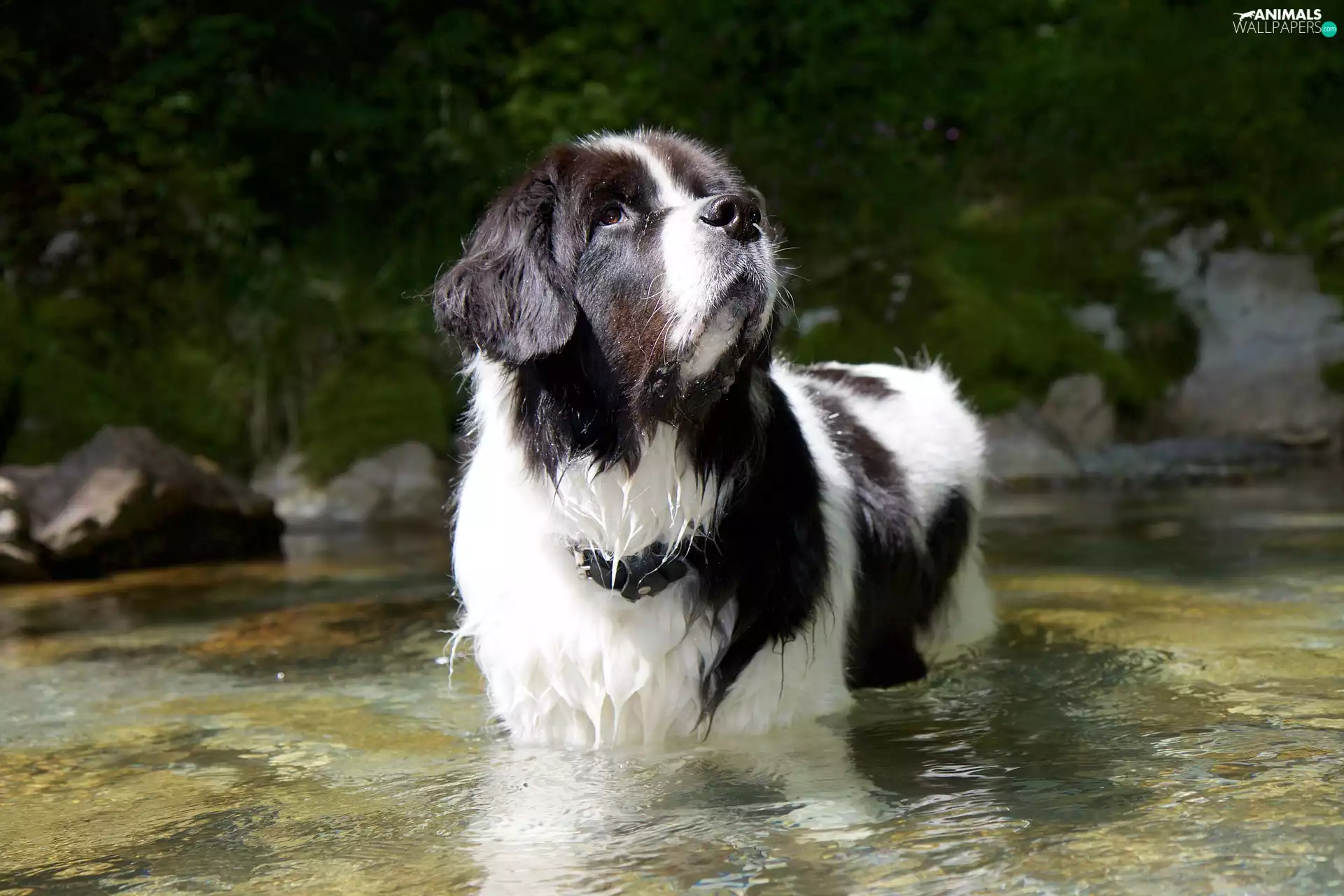 River, dog, Landseer