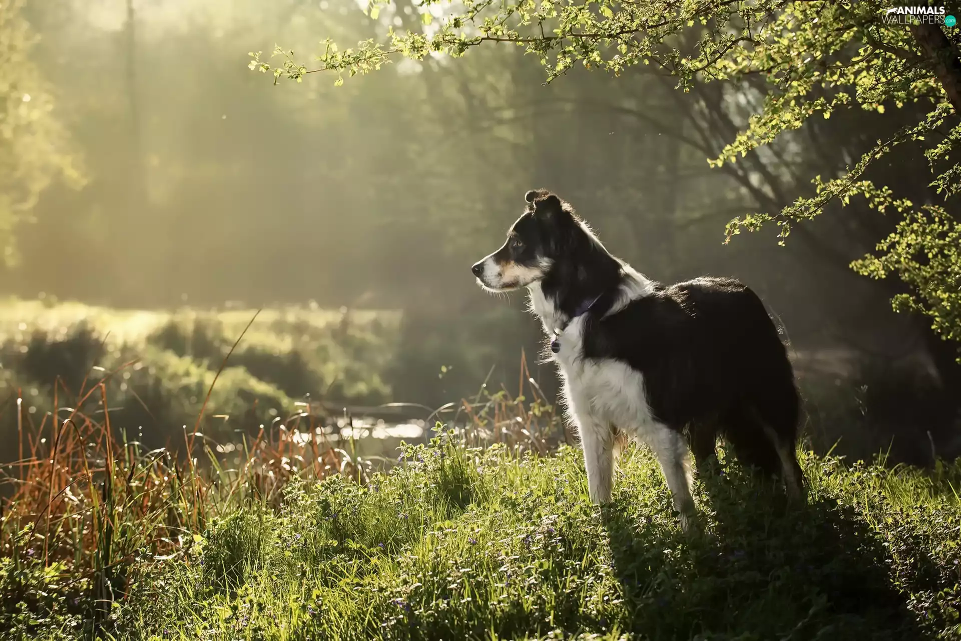 Meadow, Plants, dog, River