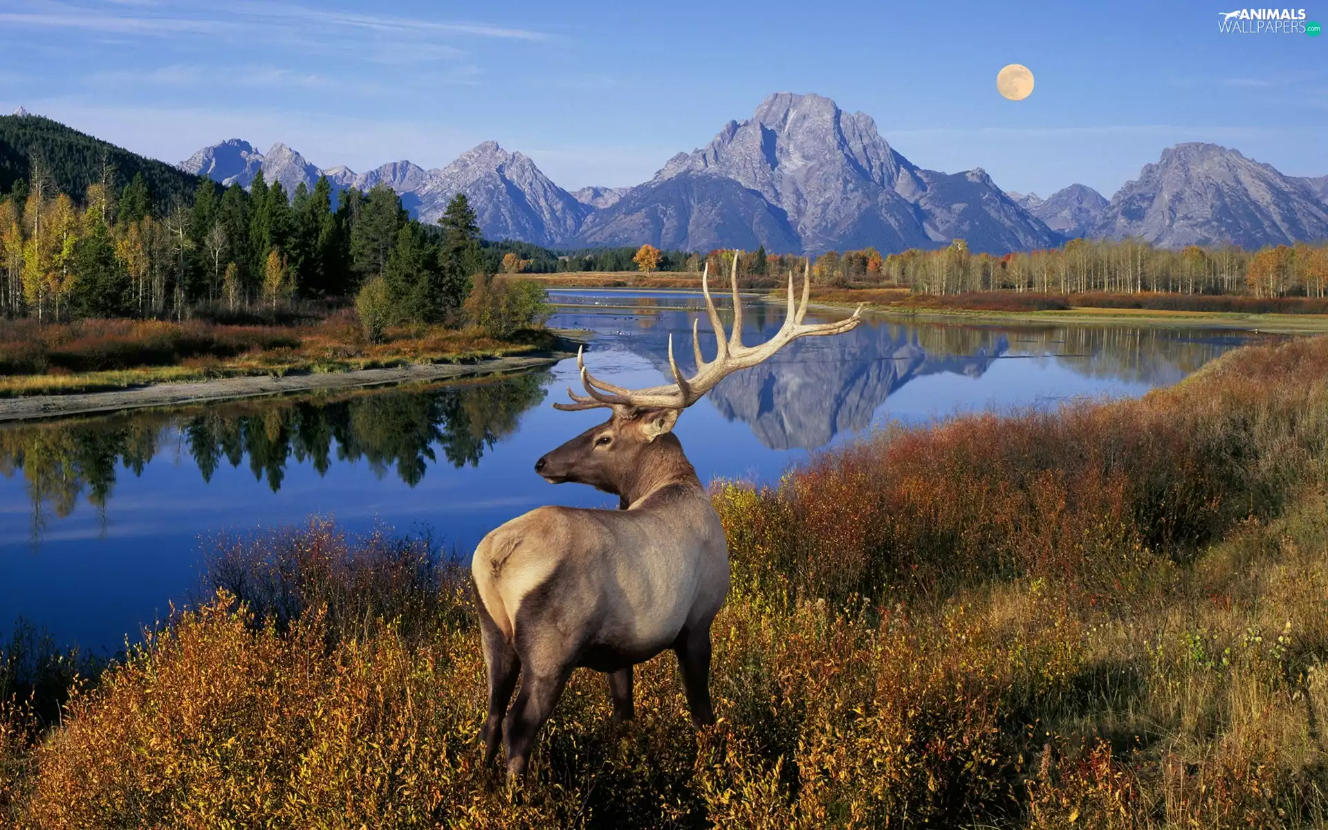 Mountains, deer, antlers, River