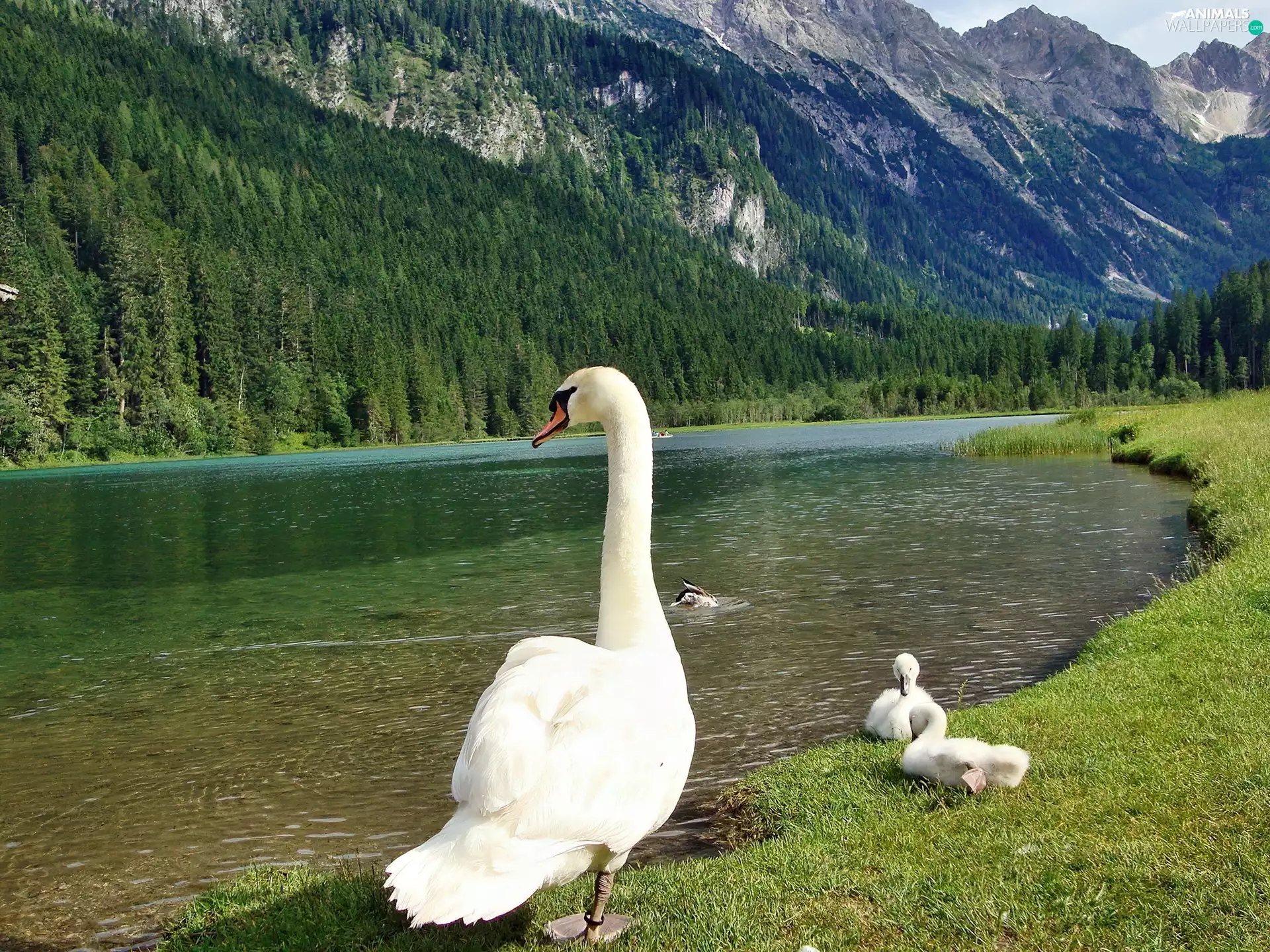 River, Swan, Mountains