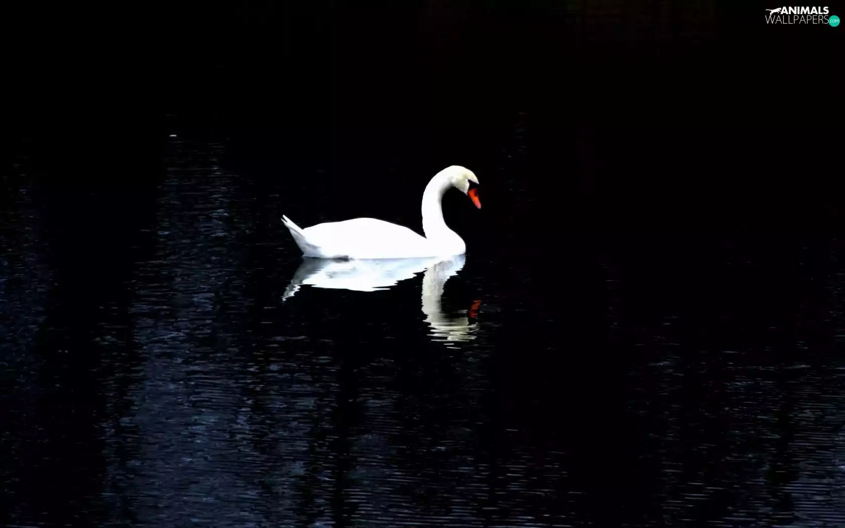 River, Swans, Night