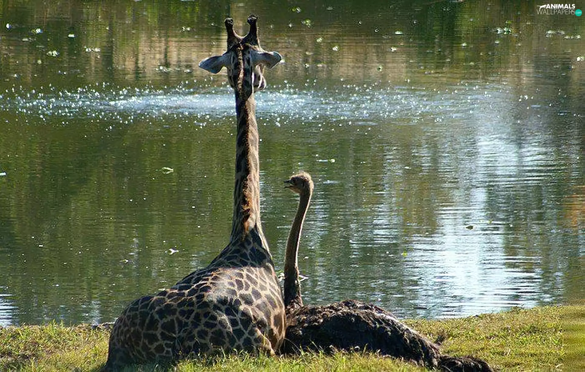 River, giraffe, ostrich