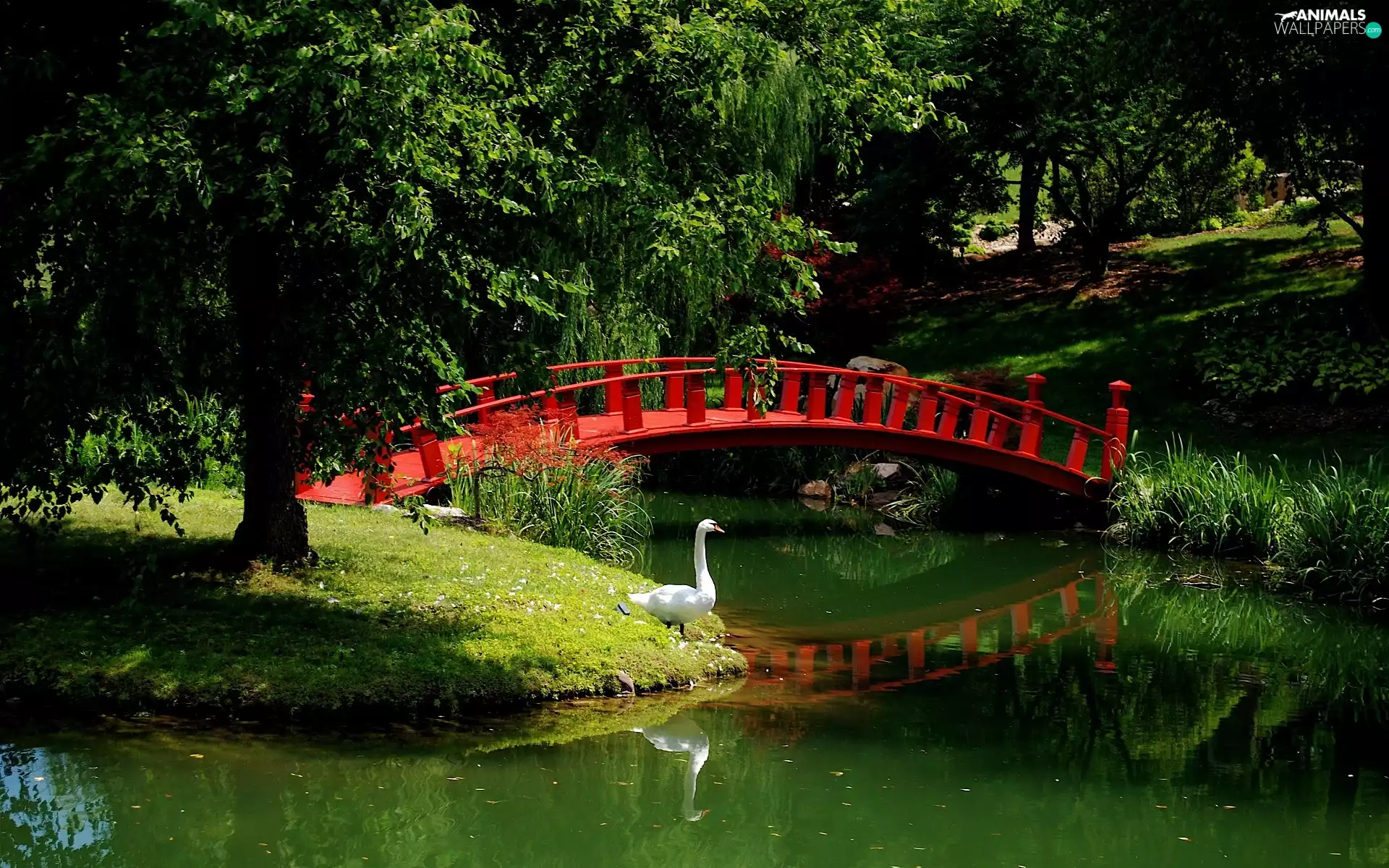 Park, bridges, Swans, River