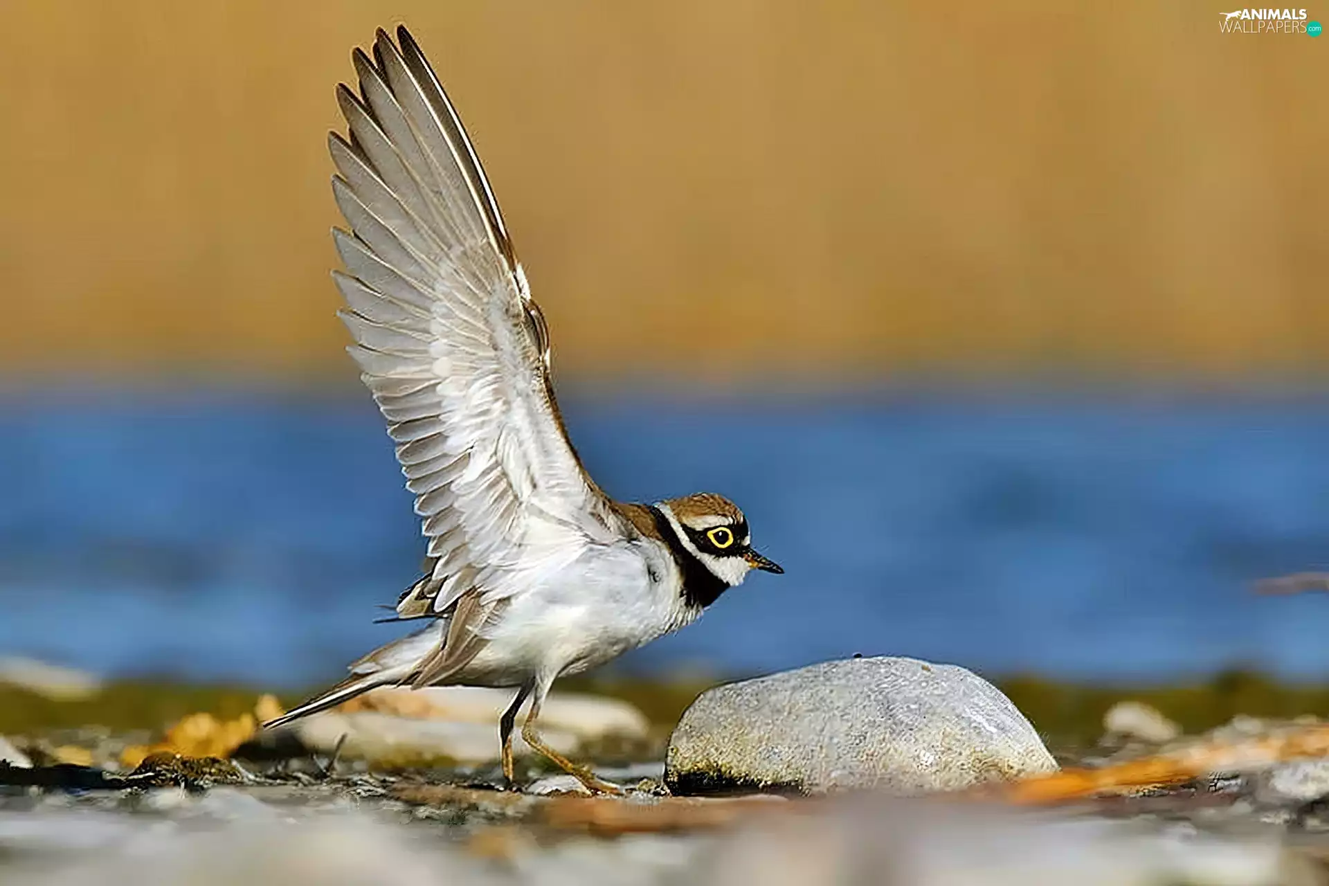 Plover, River, Stones, river