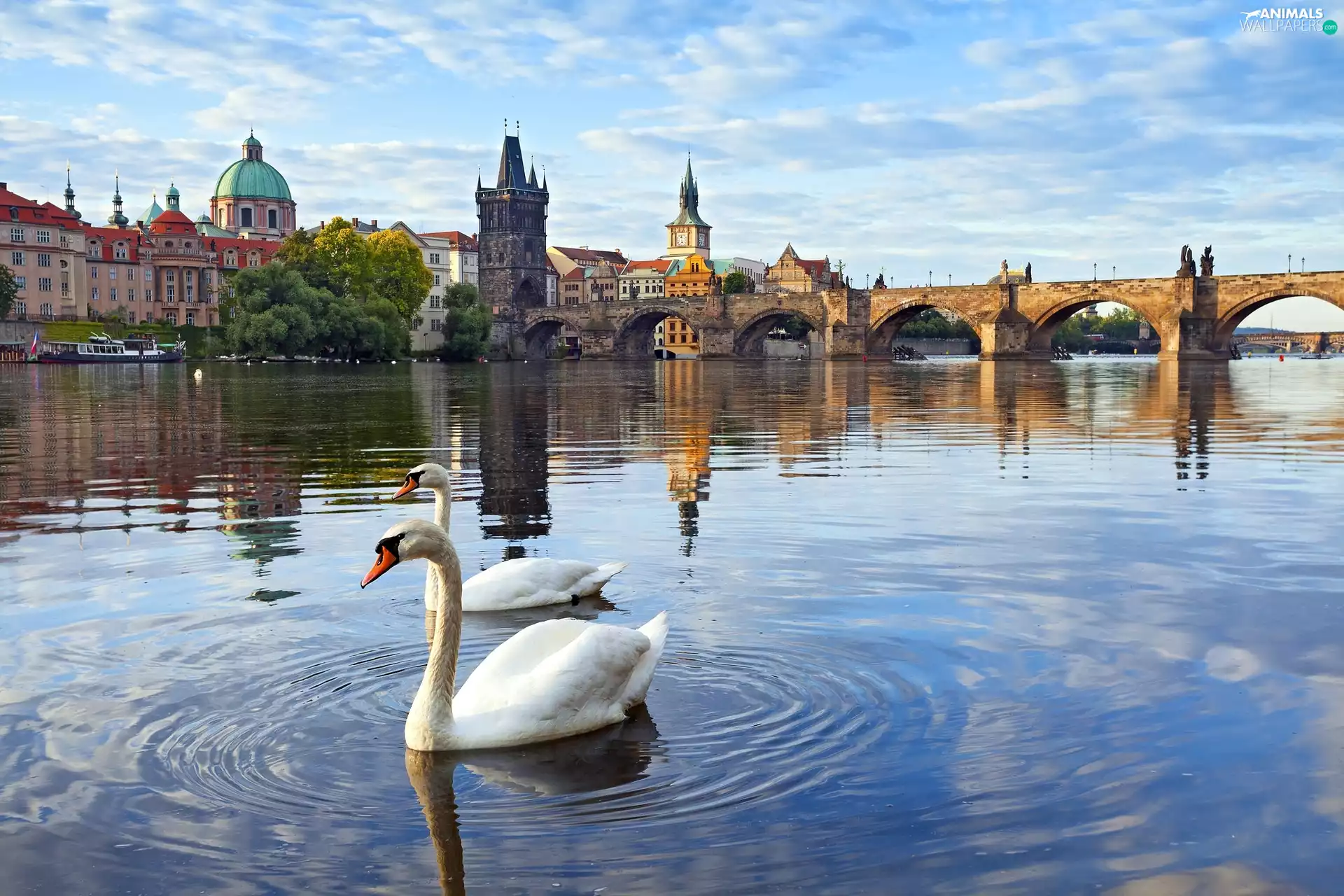 bridge, Swan, Prague, River, Czech Republic