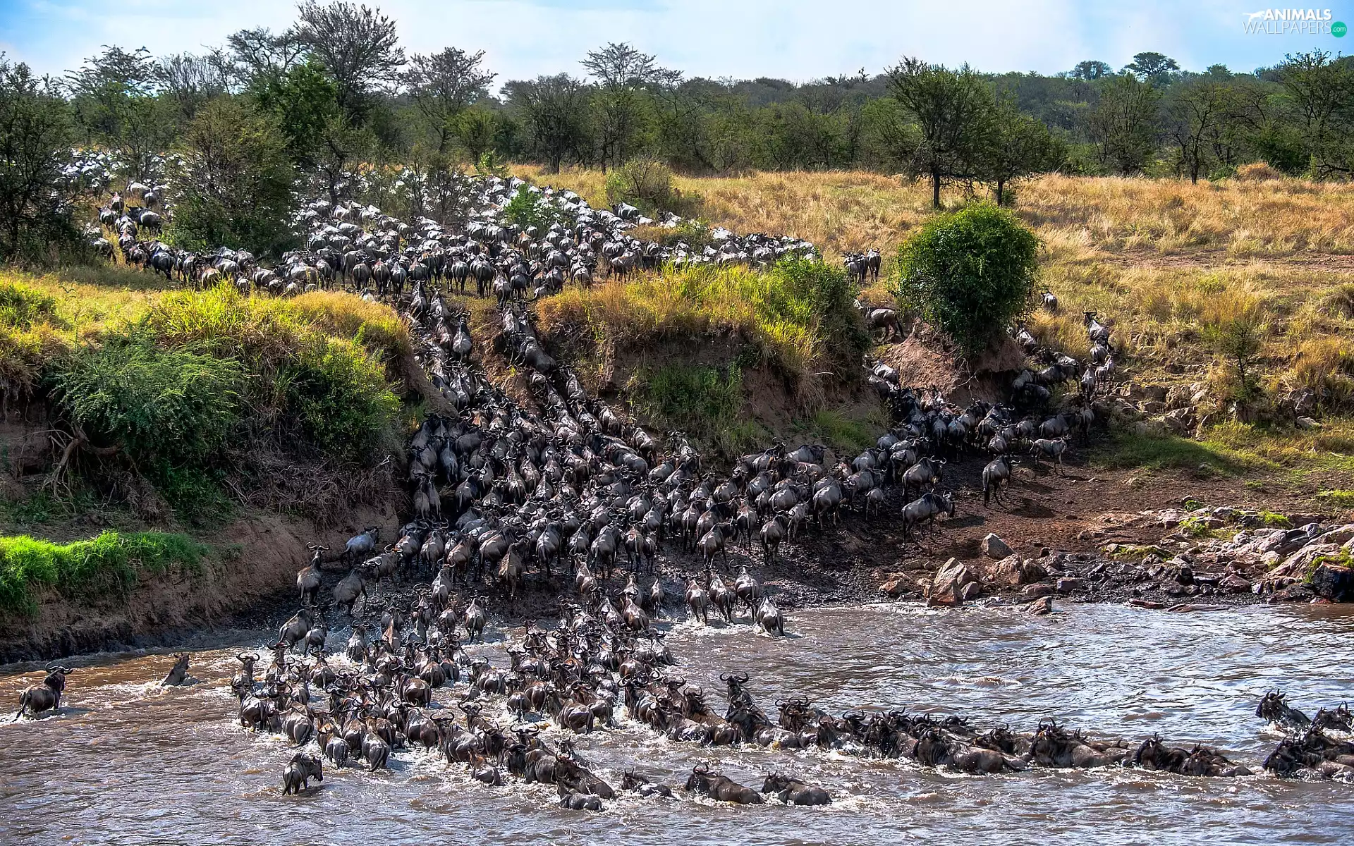 savanna, wildebeest, trees, River, Antelope, Stones, viewes