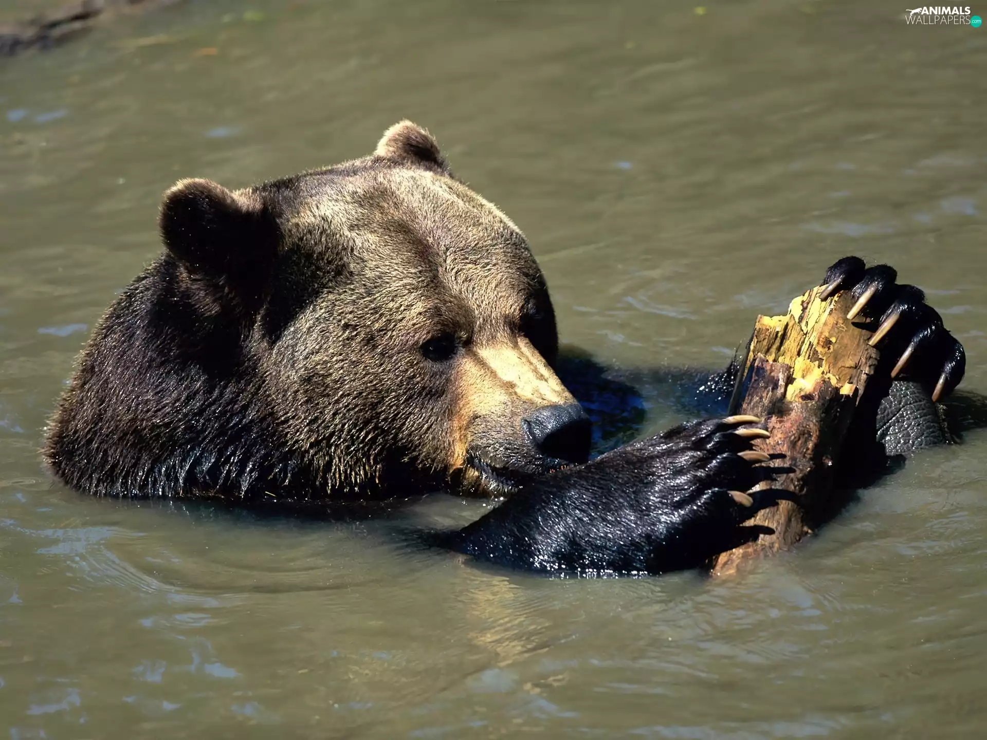River, bear, trunk