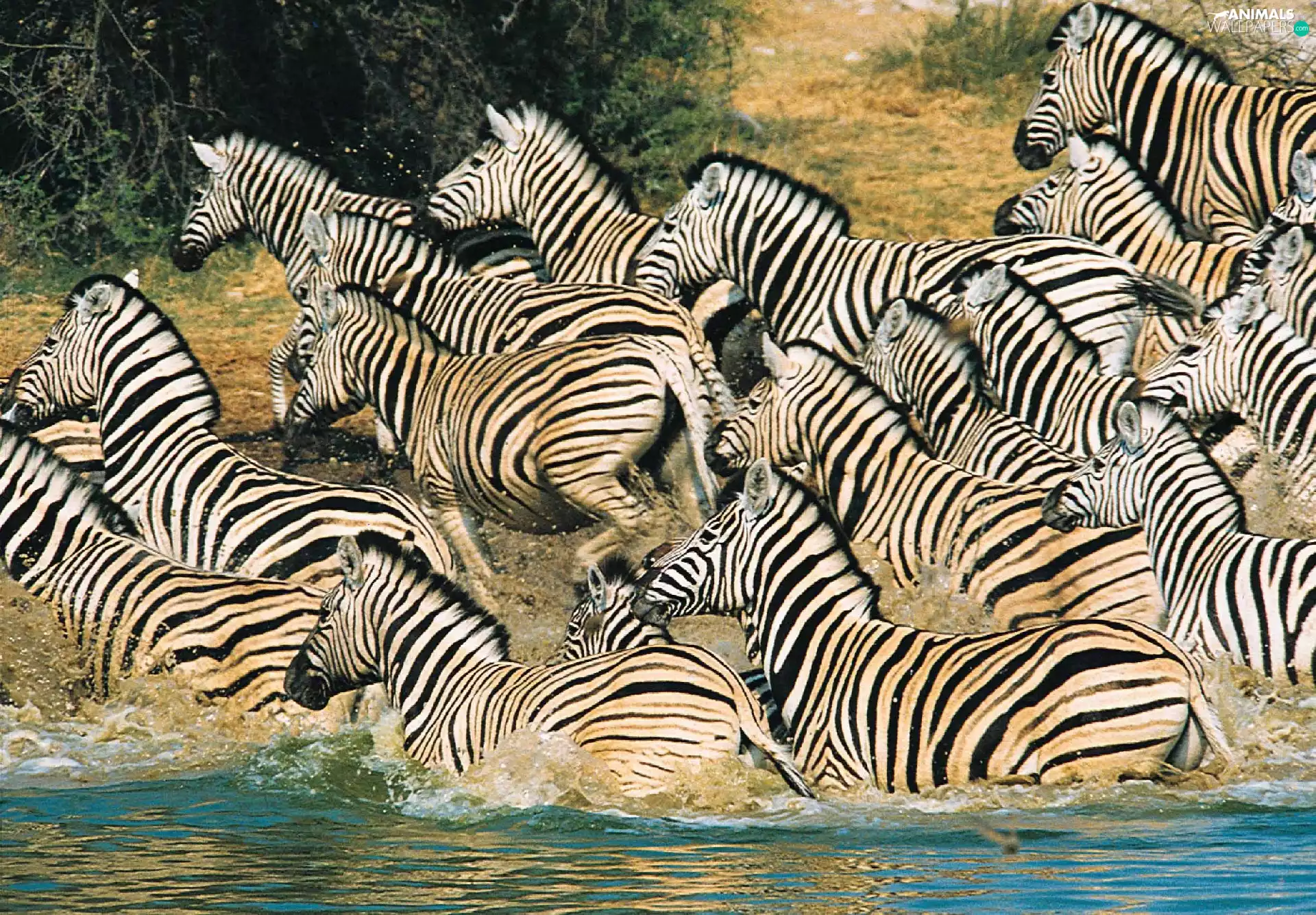 River, zebra, water