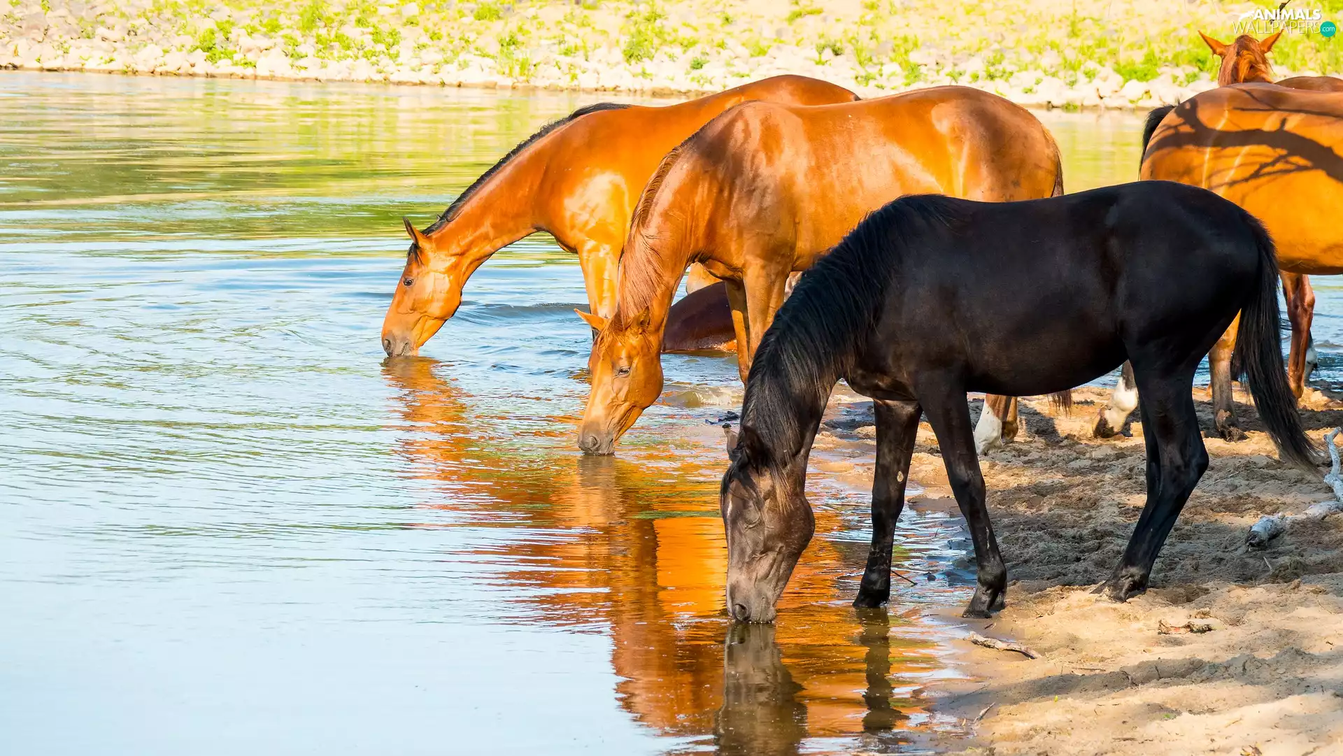 watering place, bloodstock, River